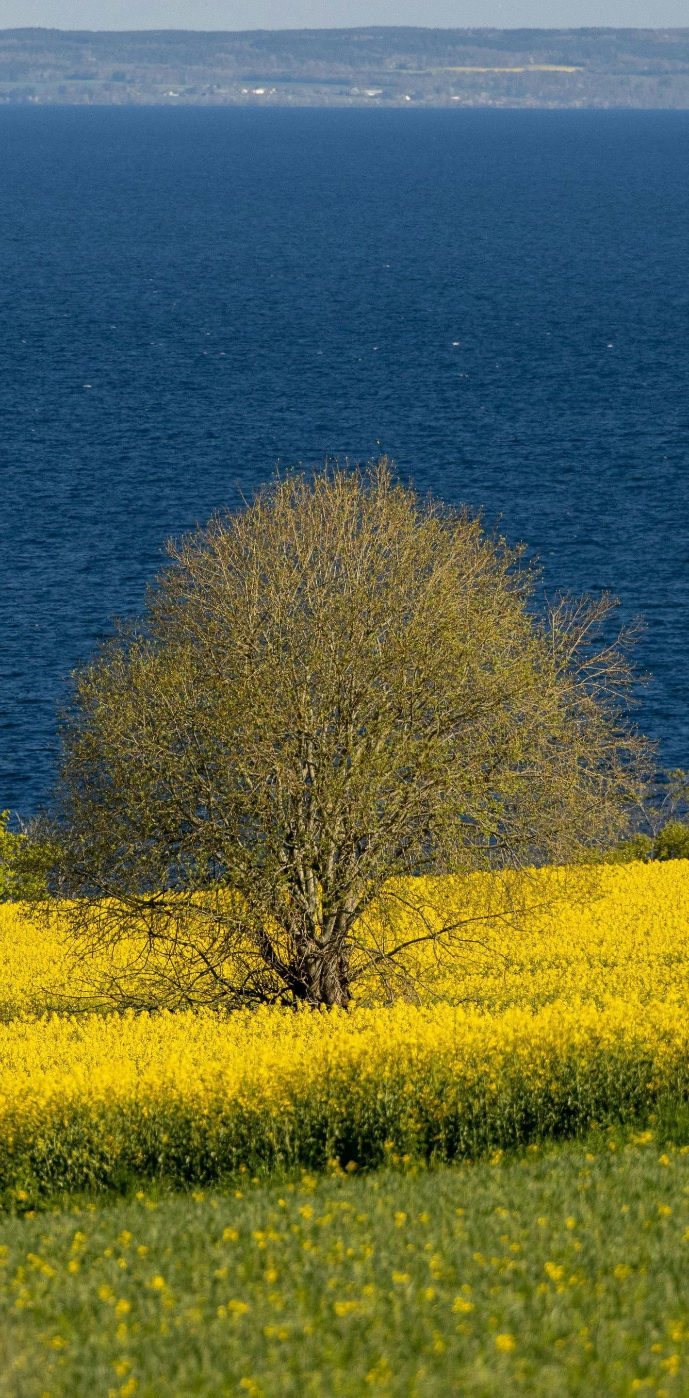 There is a tree in the middle of a field of yellow flowers.