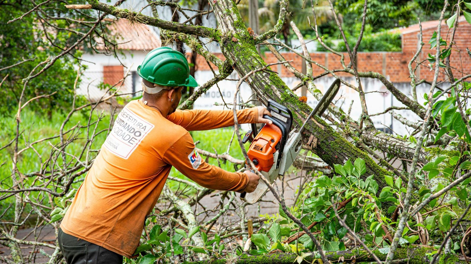 A man is cutting a tree with a chainsaw.