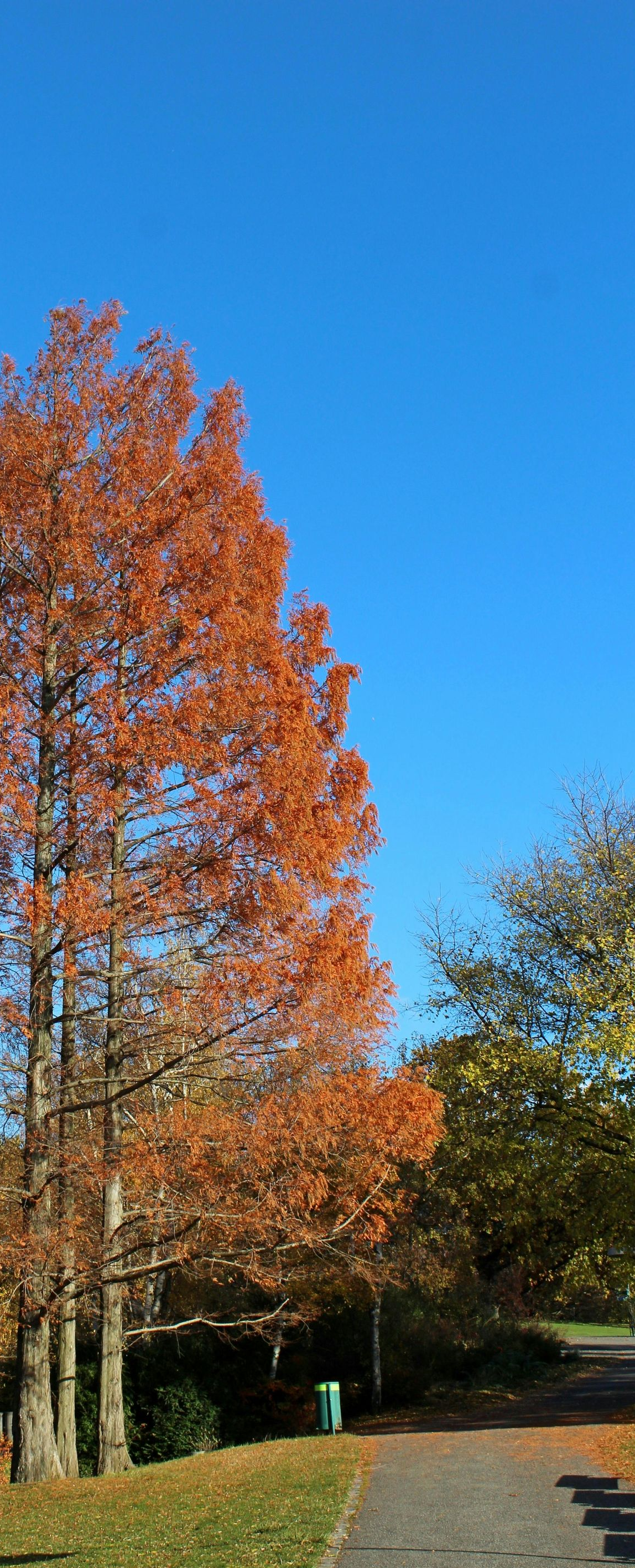 Tall trees with orange fall foliage against a bright blue sky.