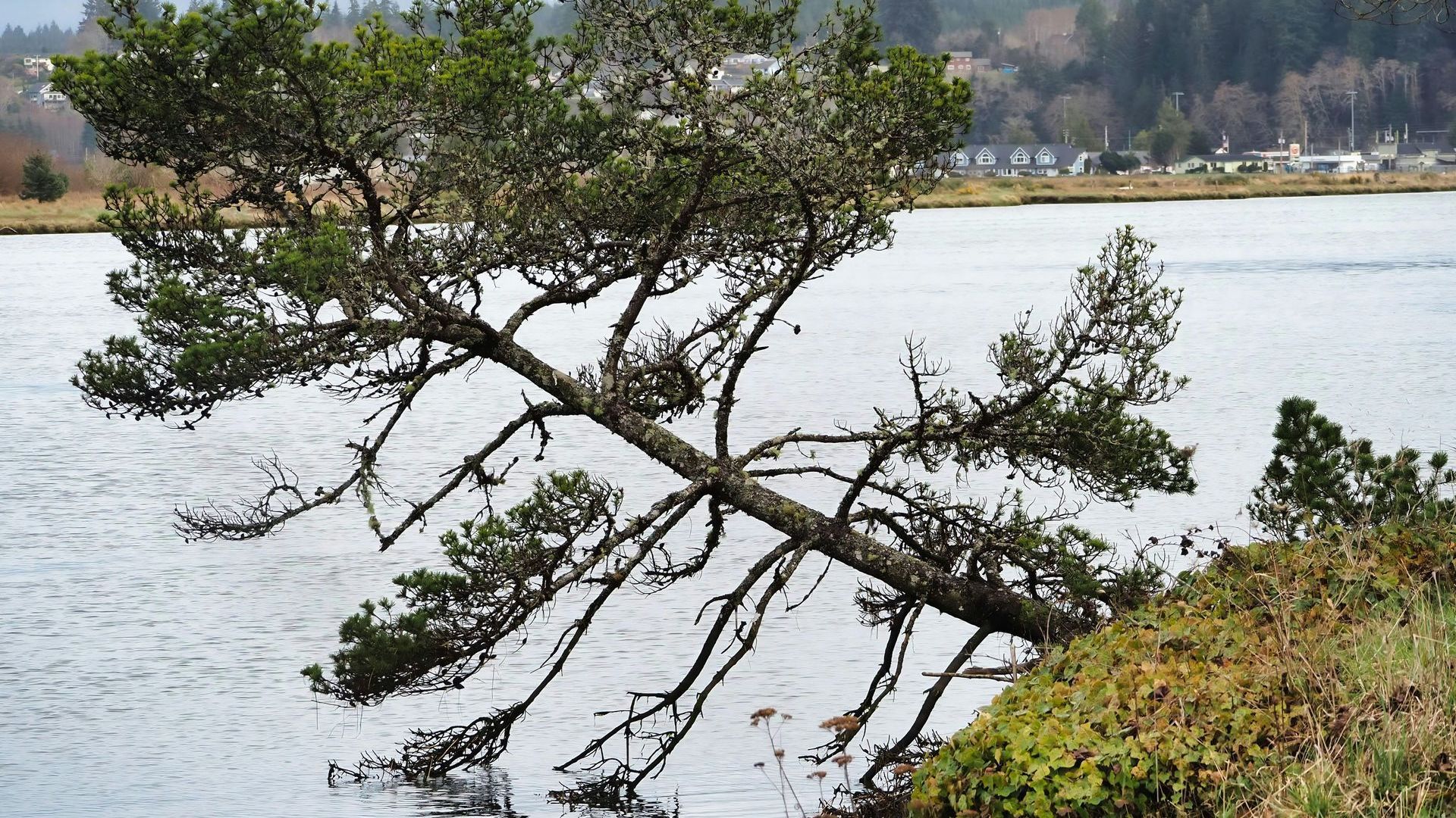 A tree is leaning over a body of water