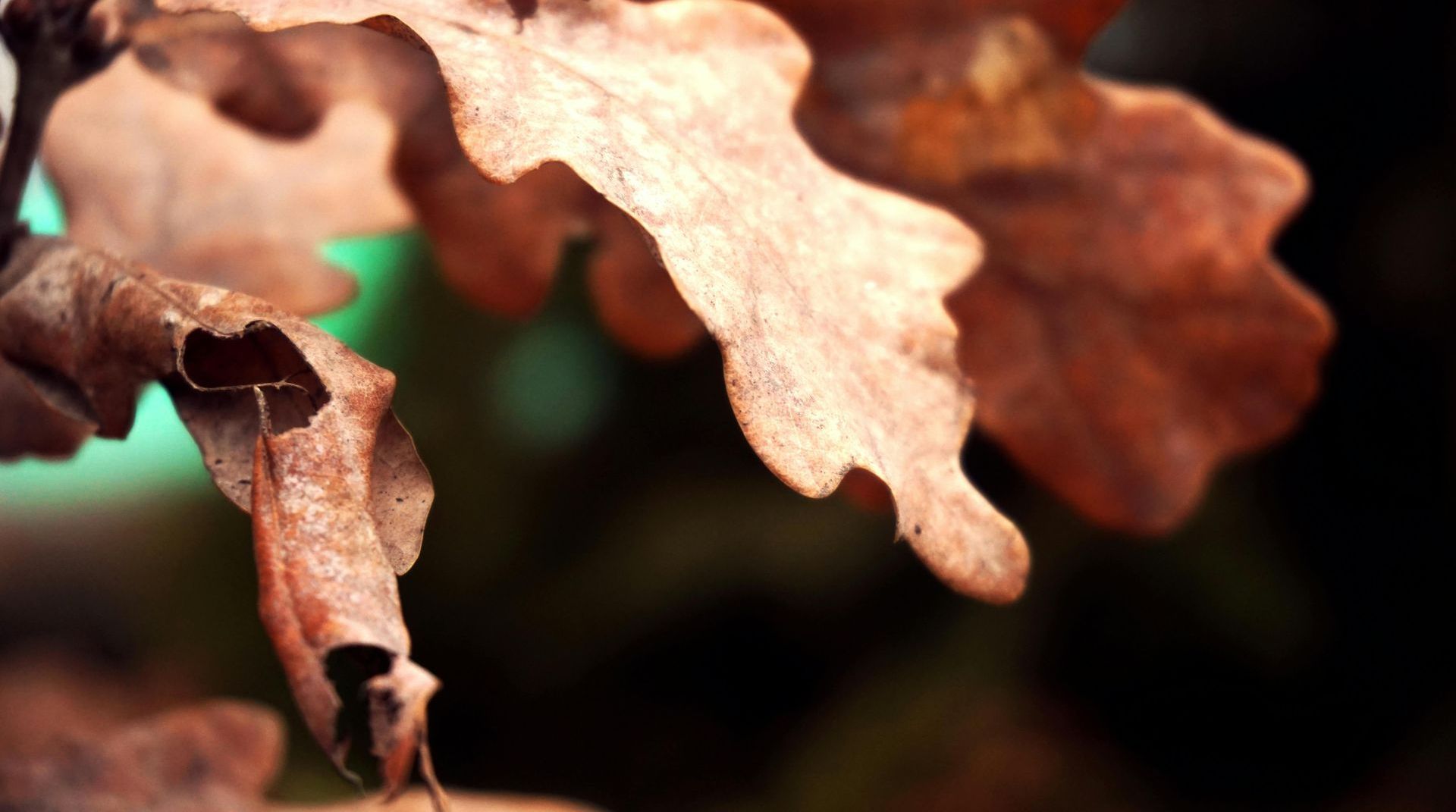 oak leaves