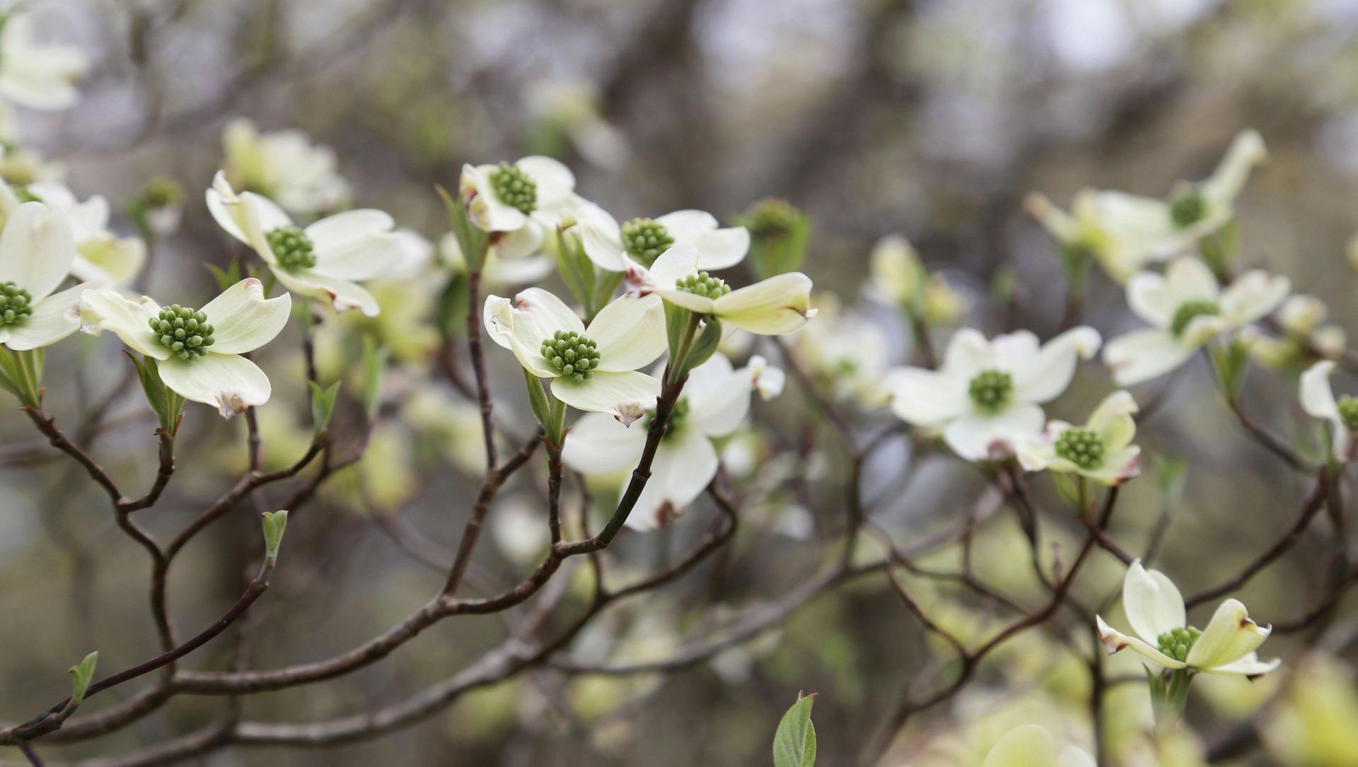 A close up of a dogwood tree with white flowers and green centers.