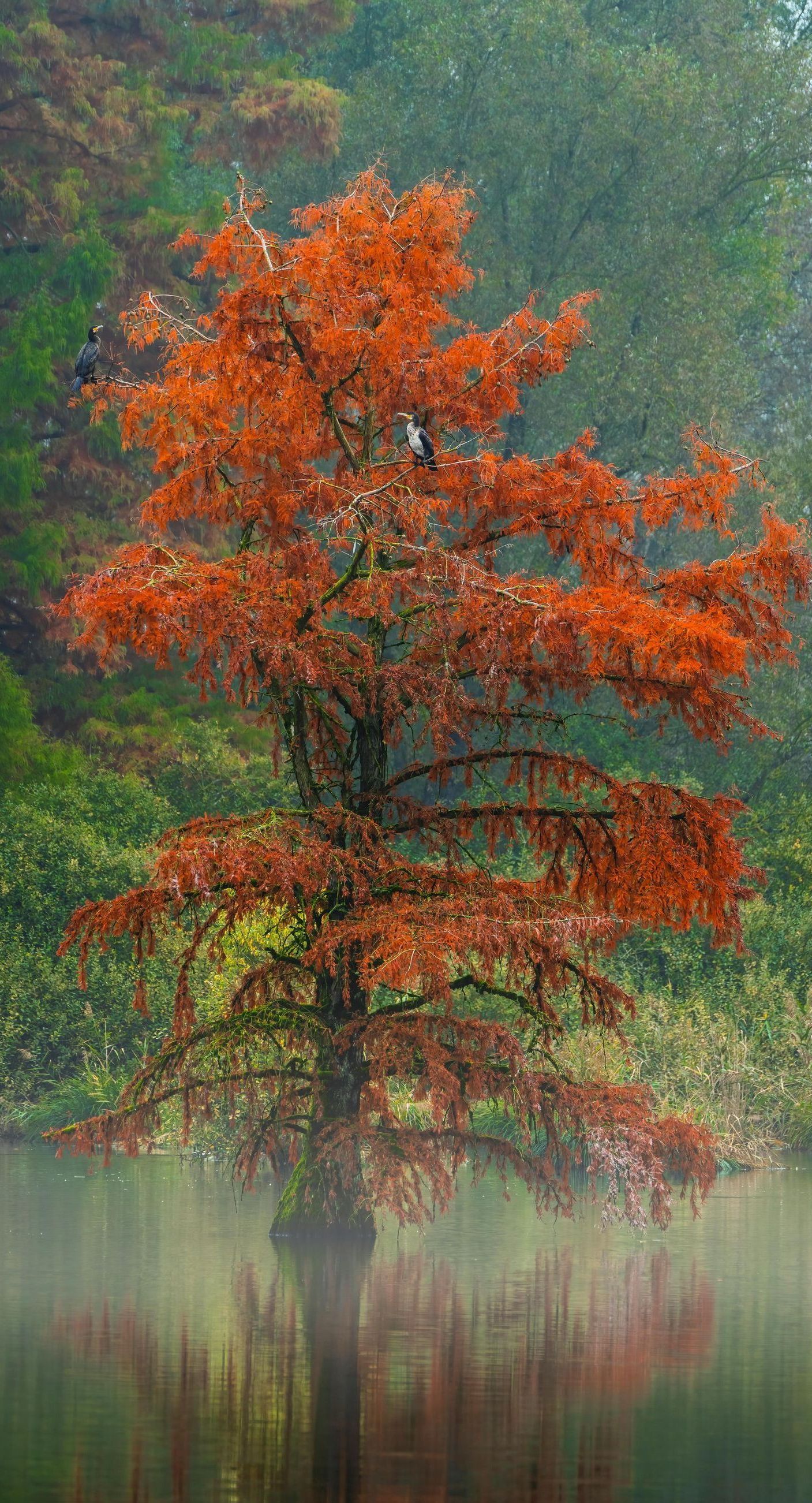 cypress tree
