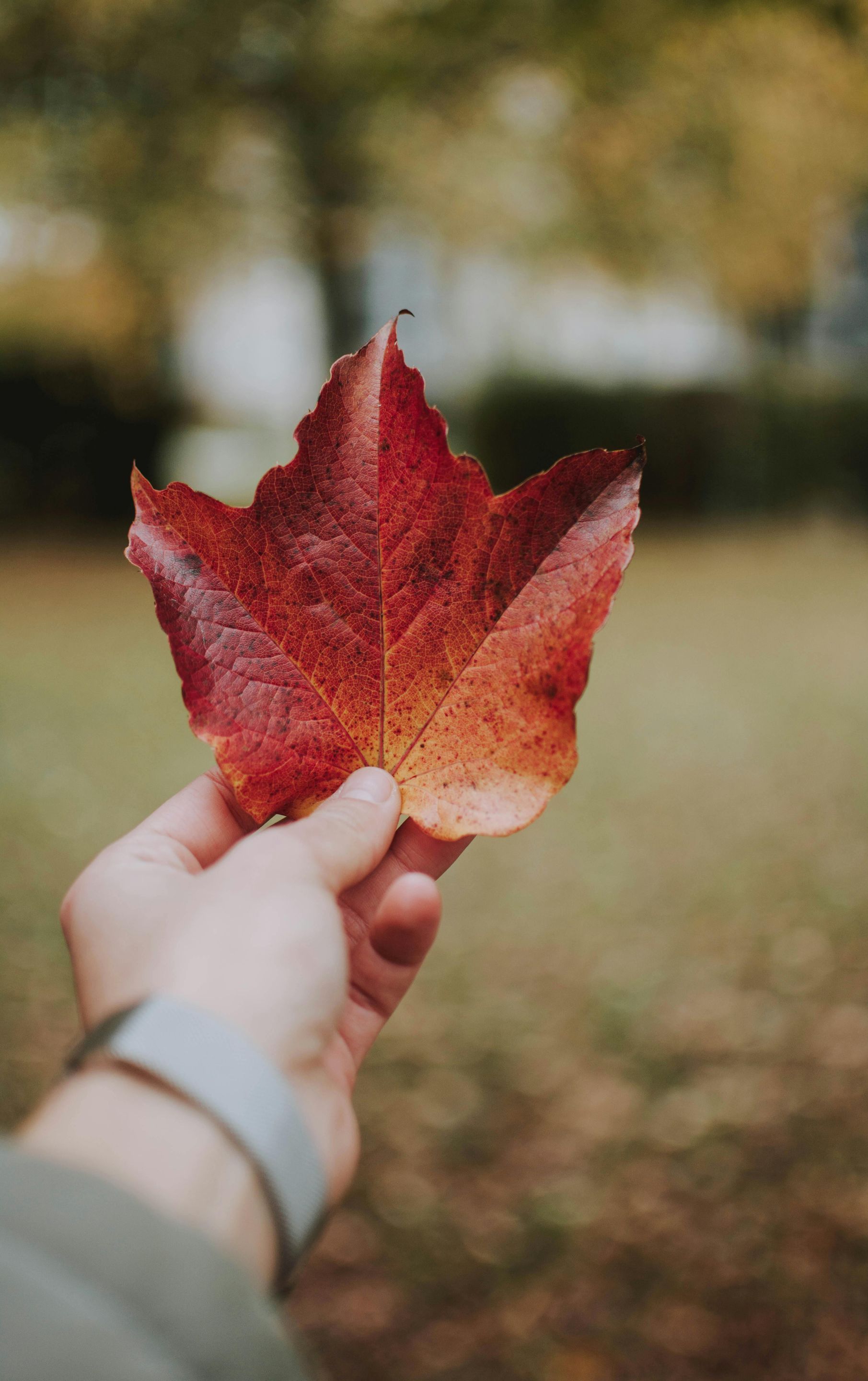 A person is holding a red maple leaf in their hand.
