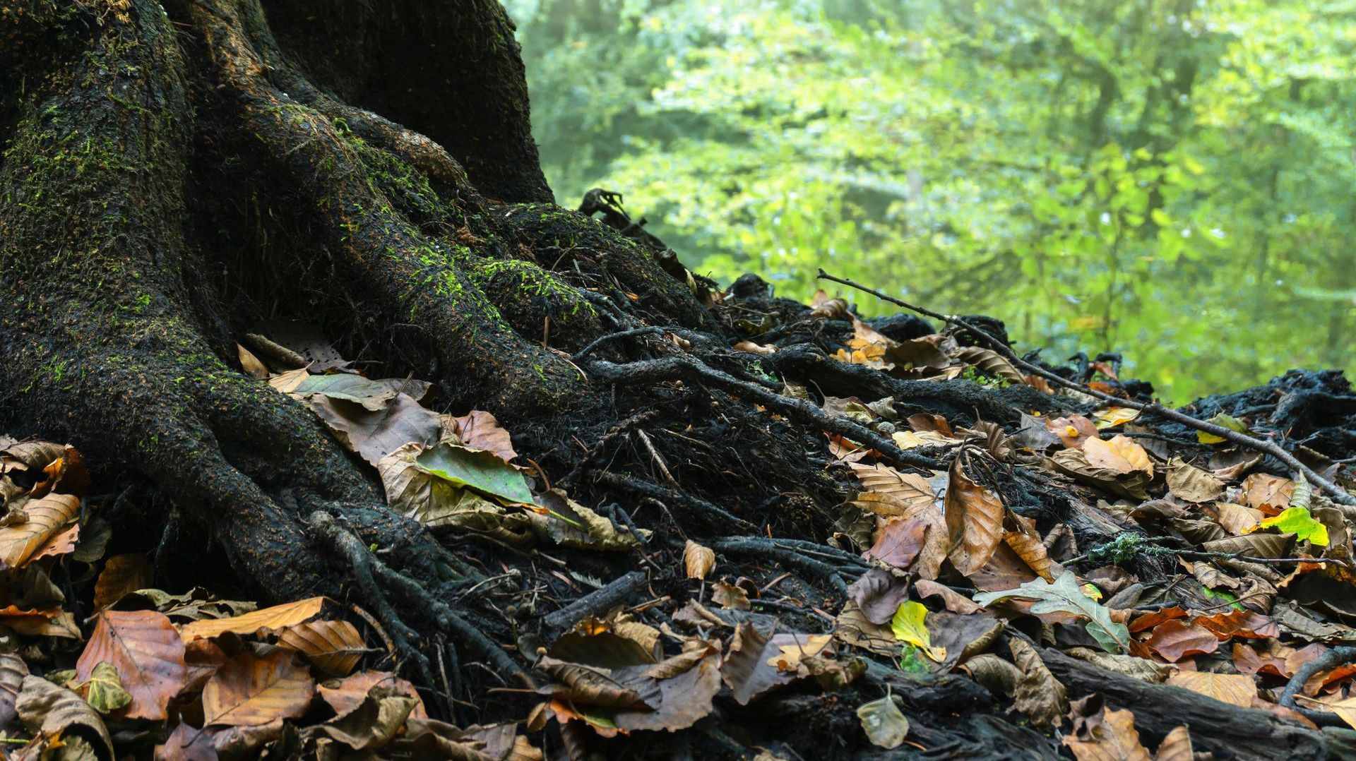 Dark, gnarled tree roots spreading across the forest floor covered in fallen leaves, with a blurred green background.