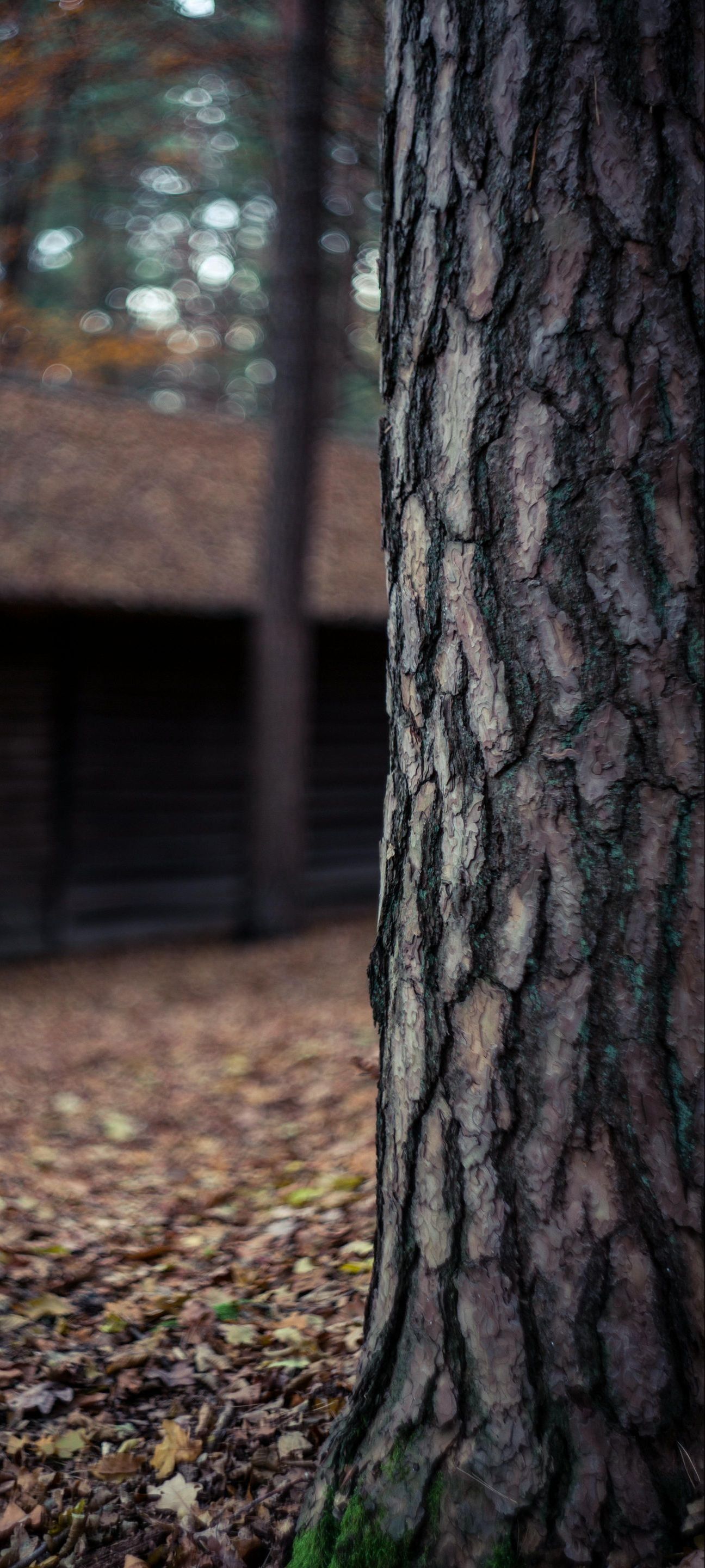 A close up of a tree trunk in the woods with leaves on the ground.