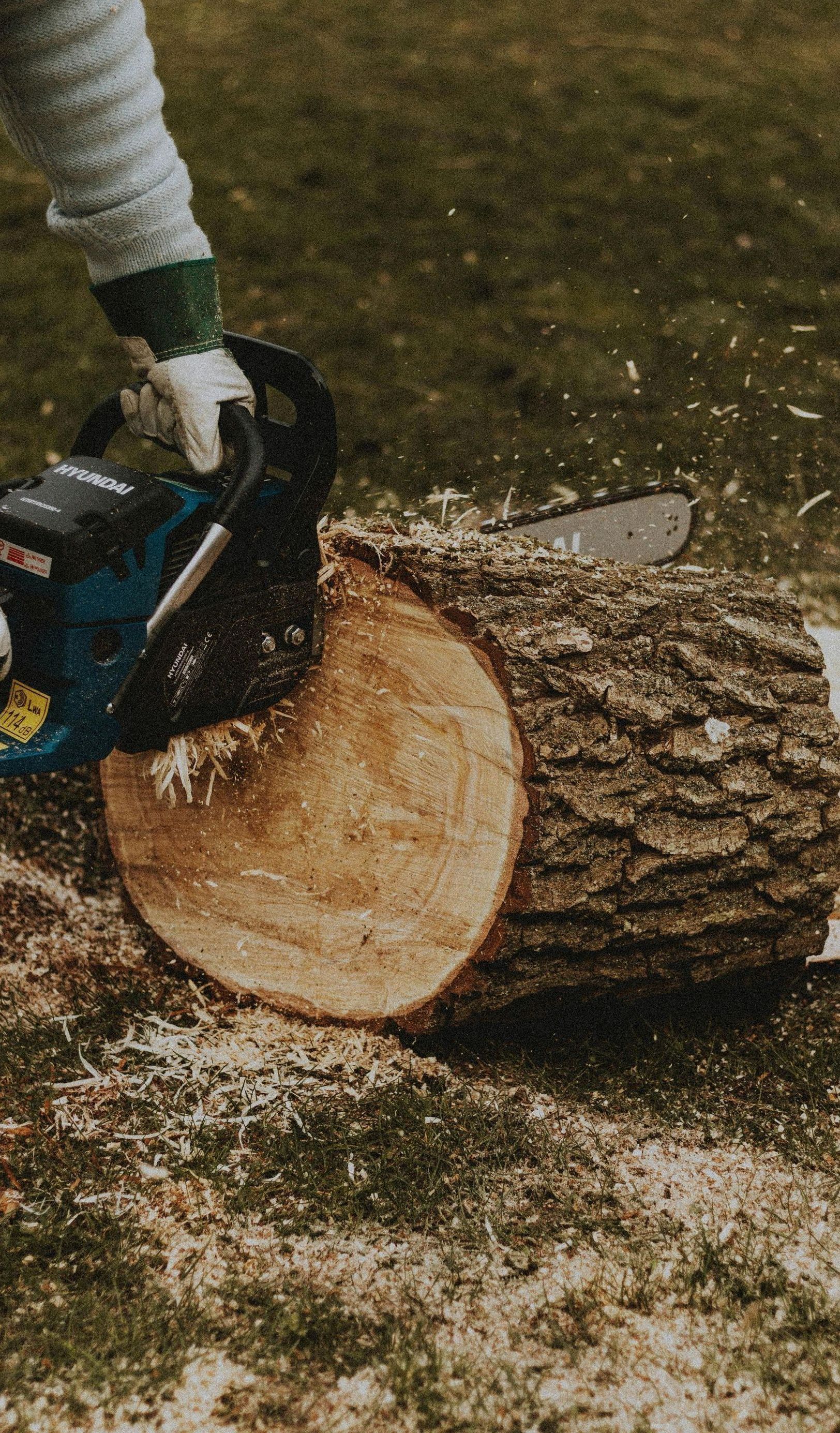 A person is cutting a log with a chainsaw.