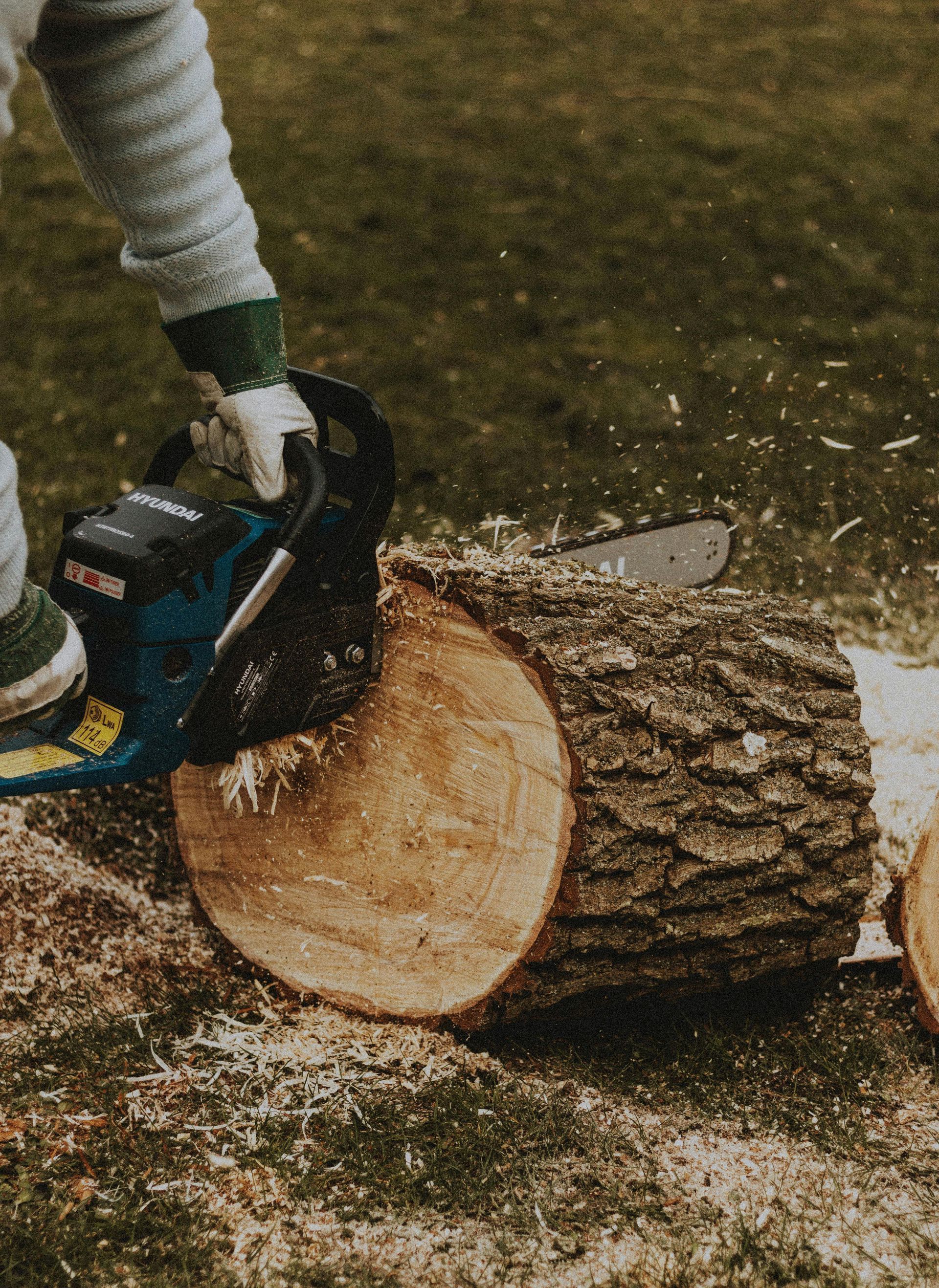 A person is using a chainsaw to cut a tree stump.