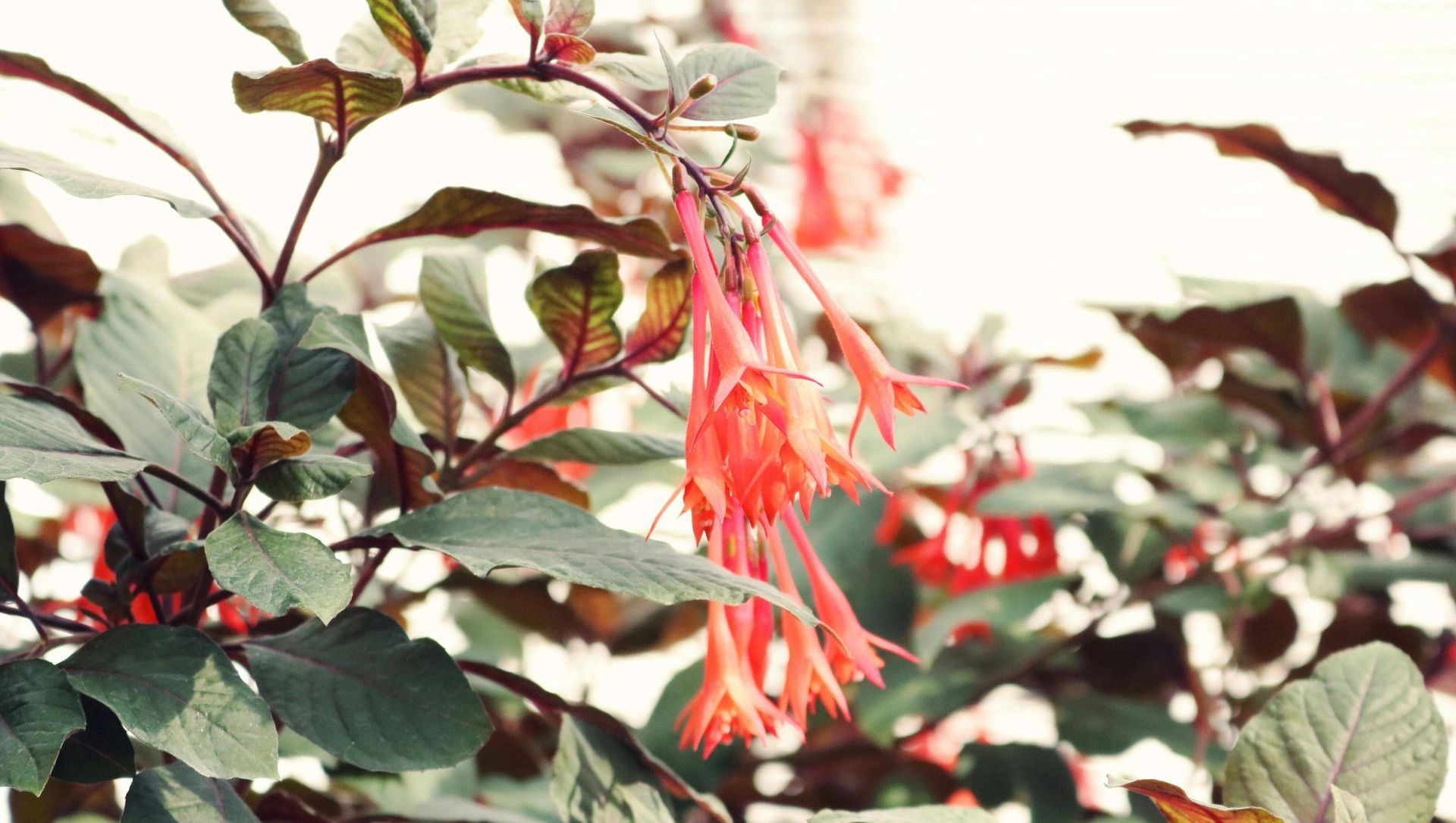 A close up of a plant with red flowers and green leaves.