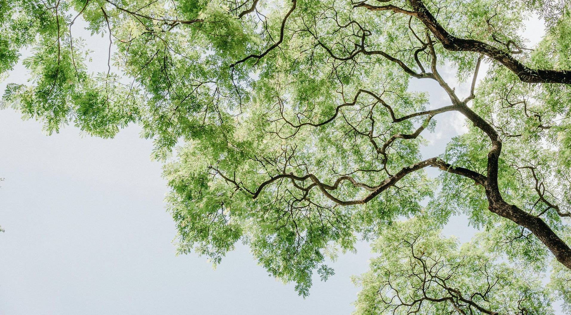 Looking up at the branches of a tree with lots of green leaves against a blue sky.