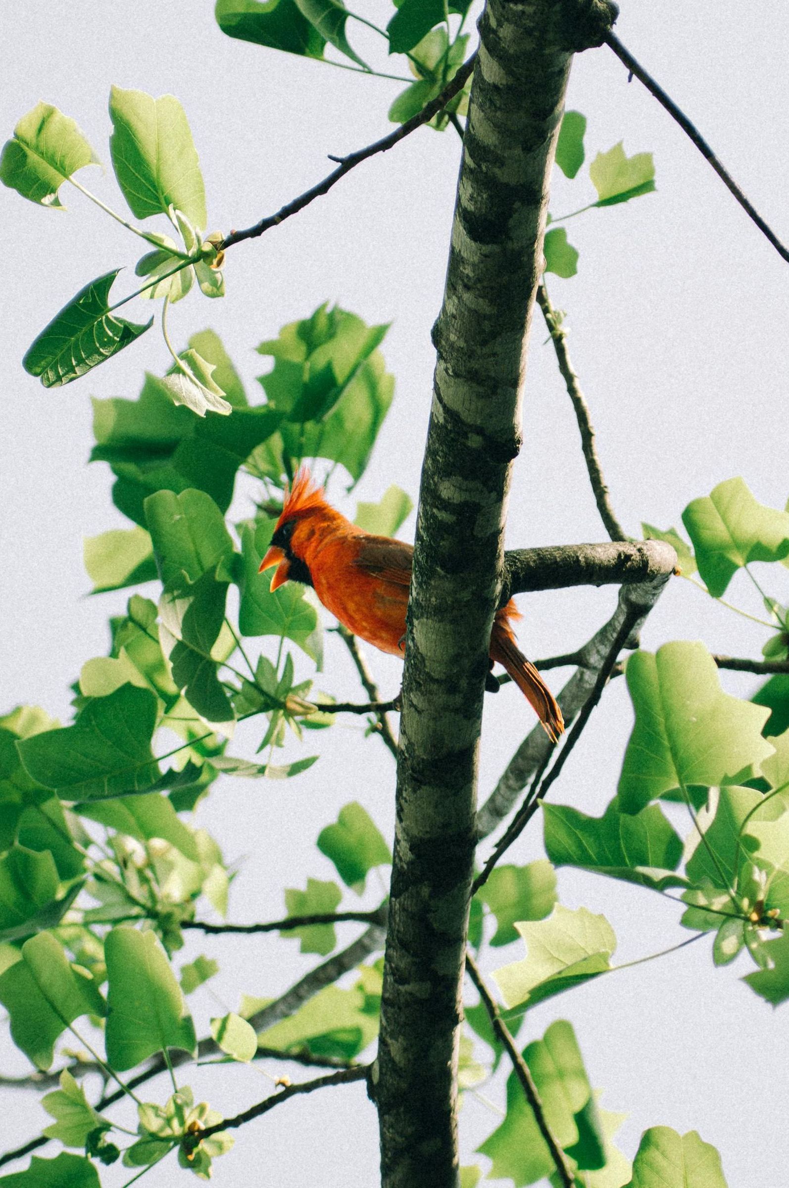 An orange bird perched on a tree branch with green leaves