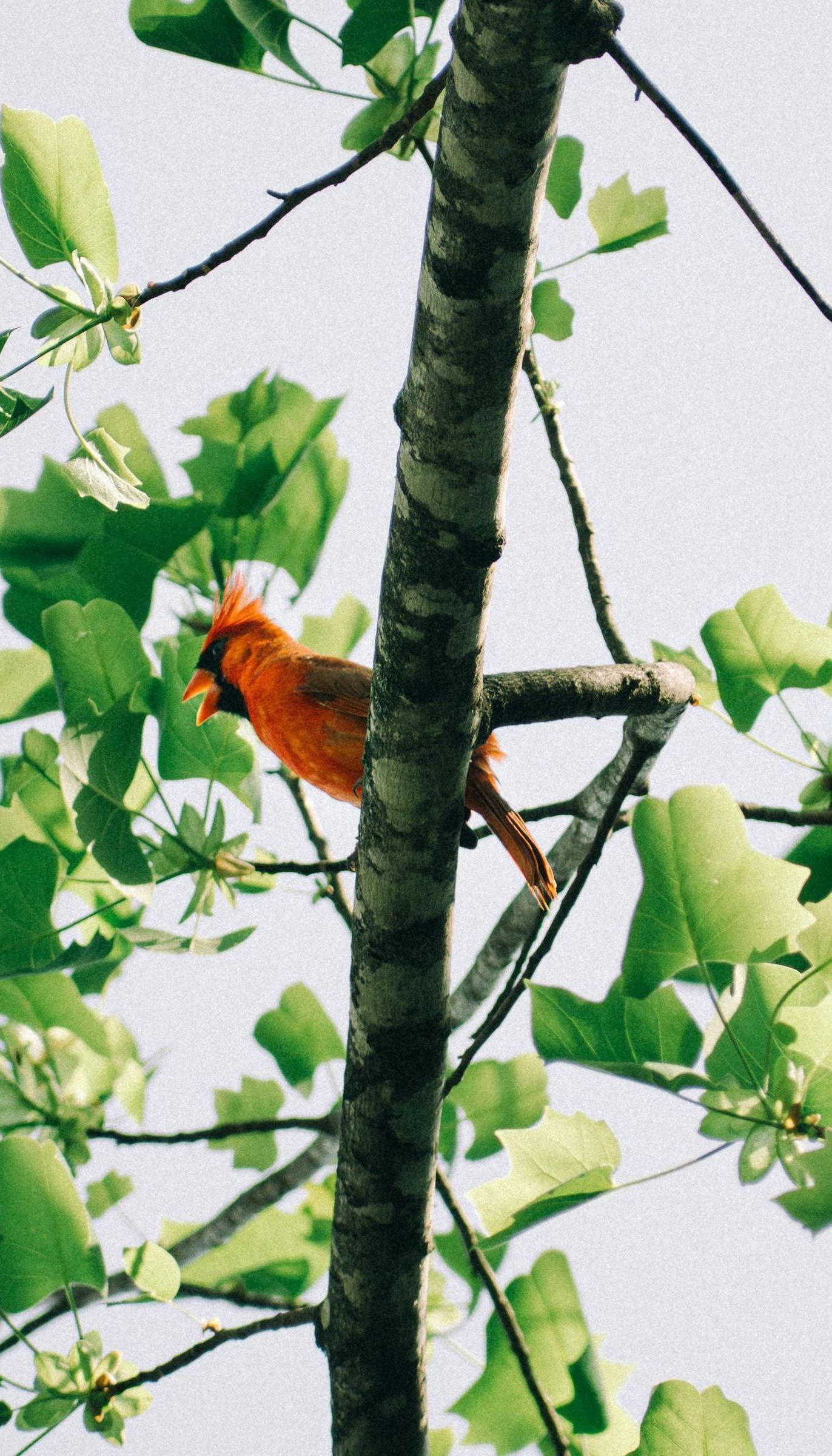 An orange bird perched on a tree branch with green leaves