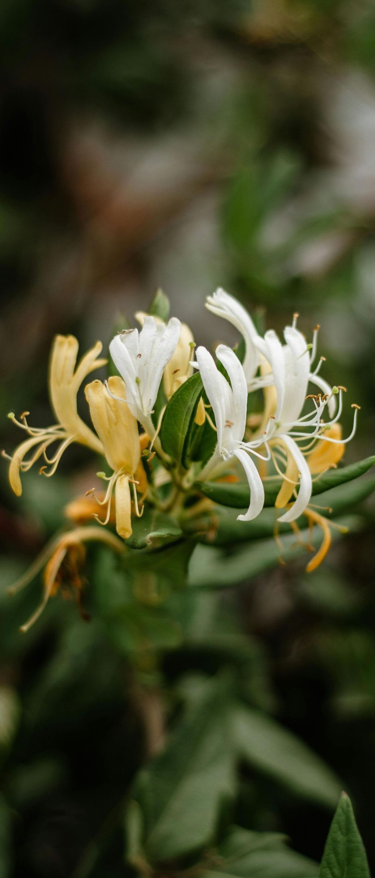 honeysuckle