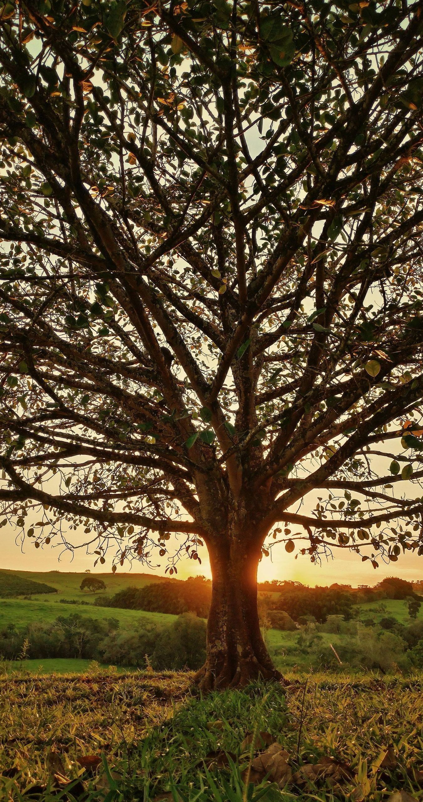 The sun is shining through the branches of a tree in a field.