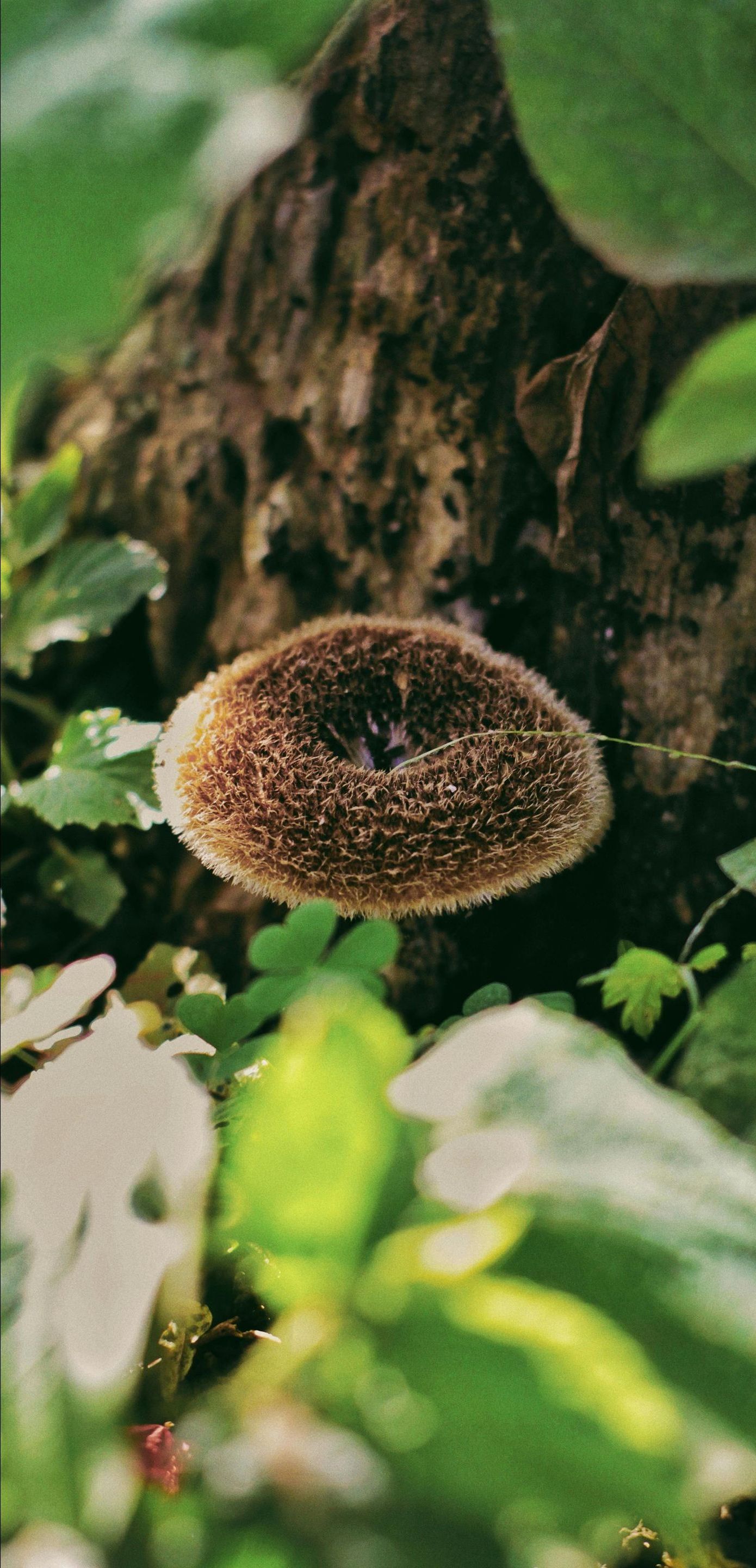 A mushroom is growing on a tree stump in the woods.
