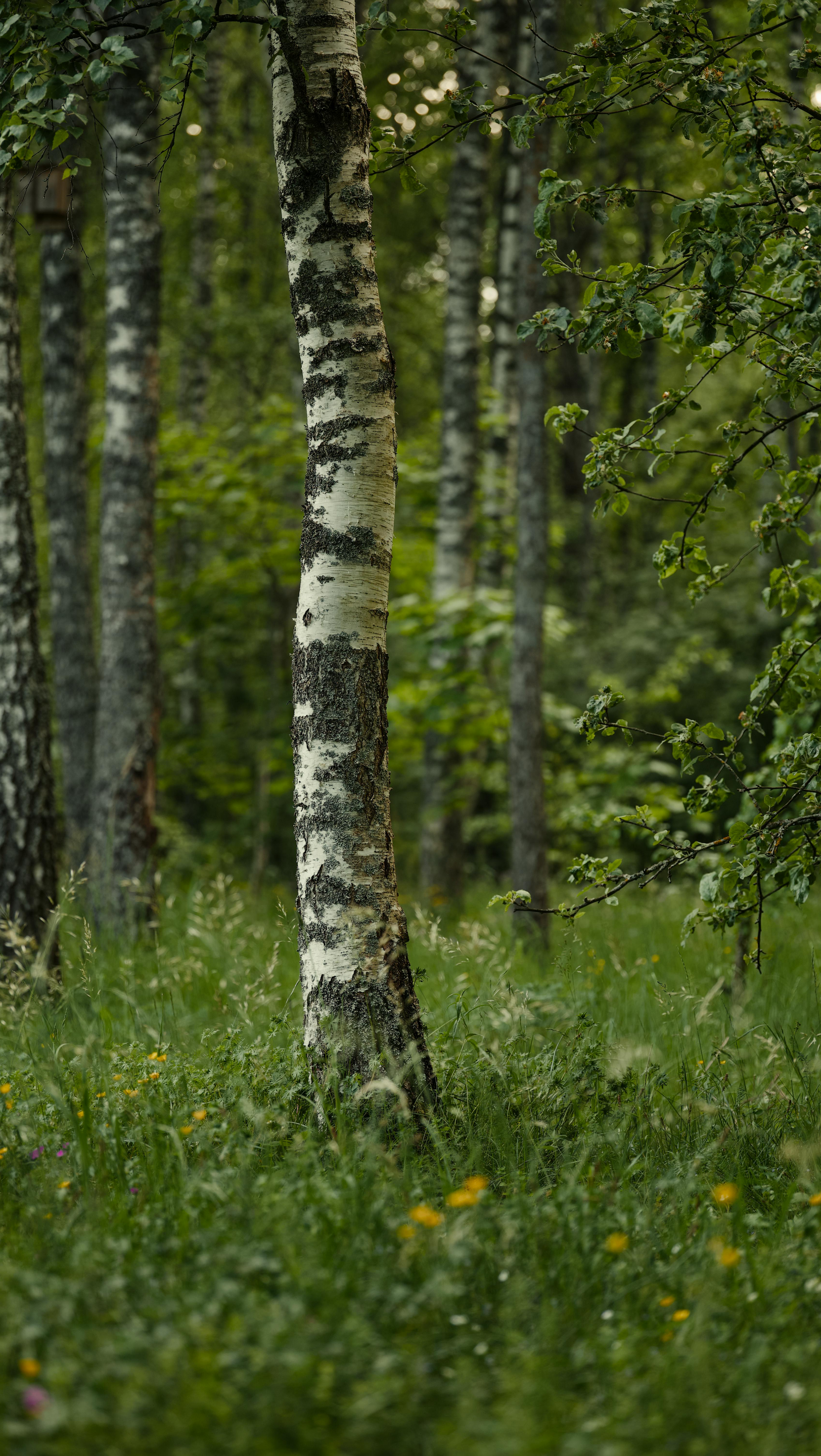 cypress tree
