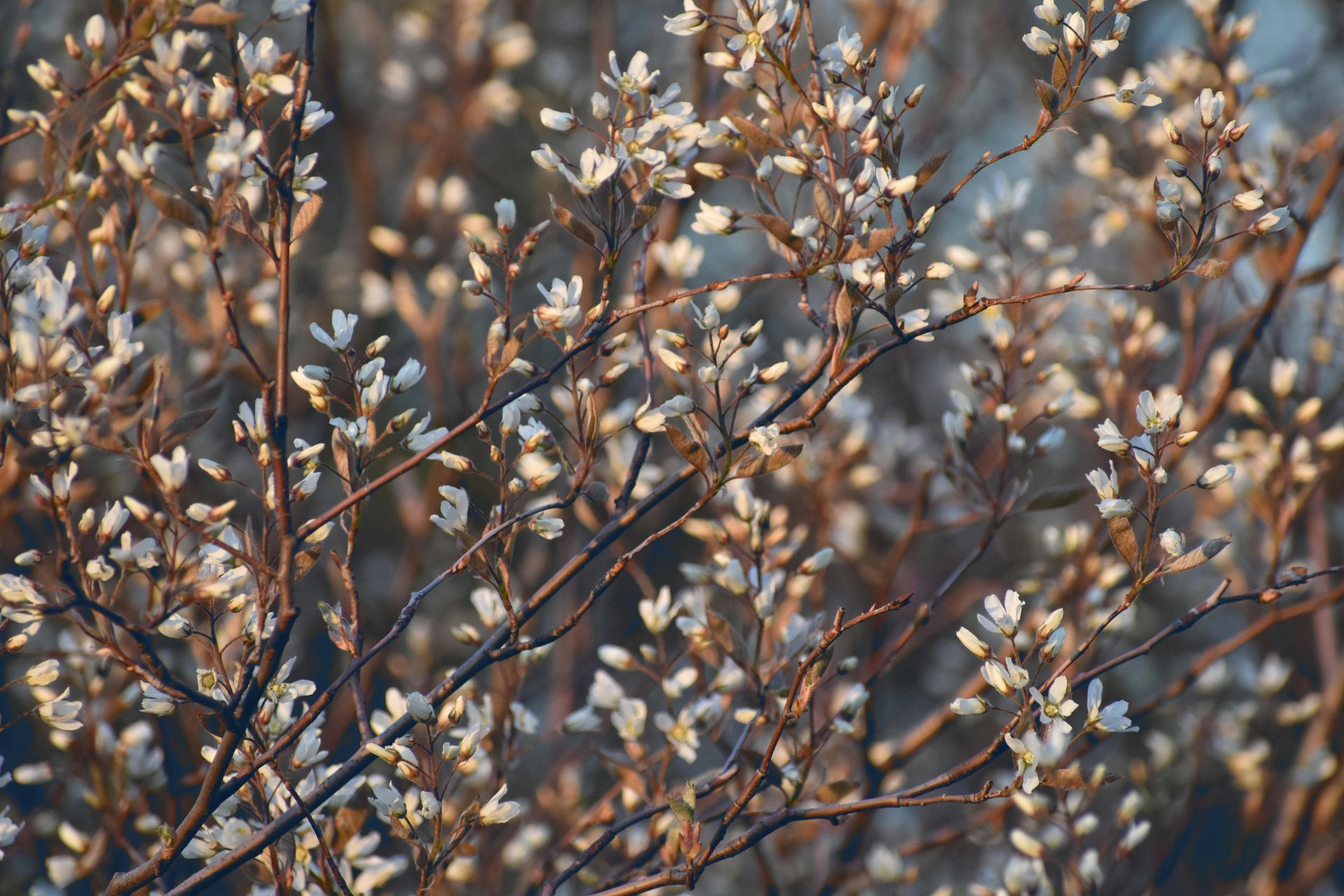 A close up of a tree branch with white flowers.
