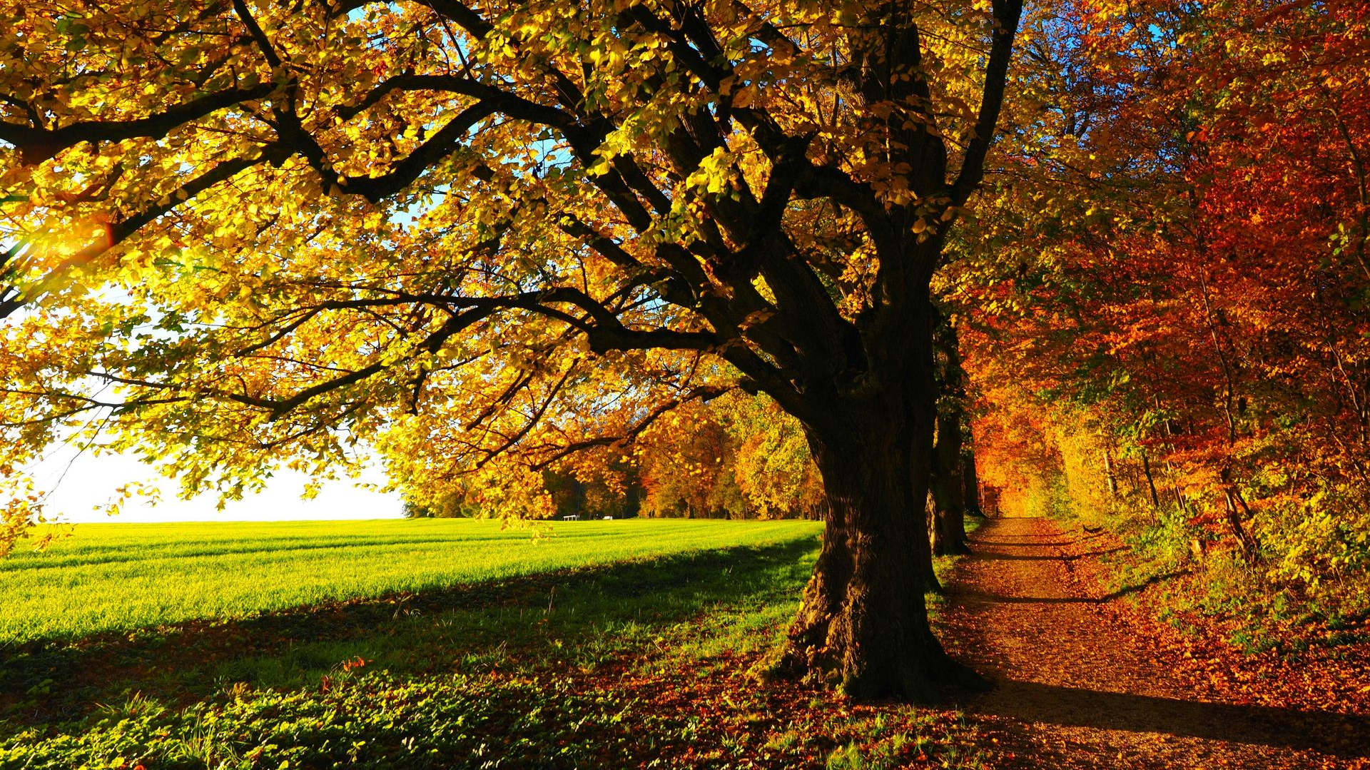 Tree with vibrant yellow leaves casts a shadow on a green lawn and a pathway lined with autumn foliage.
