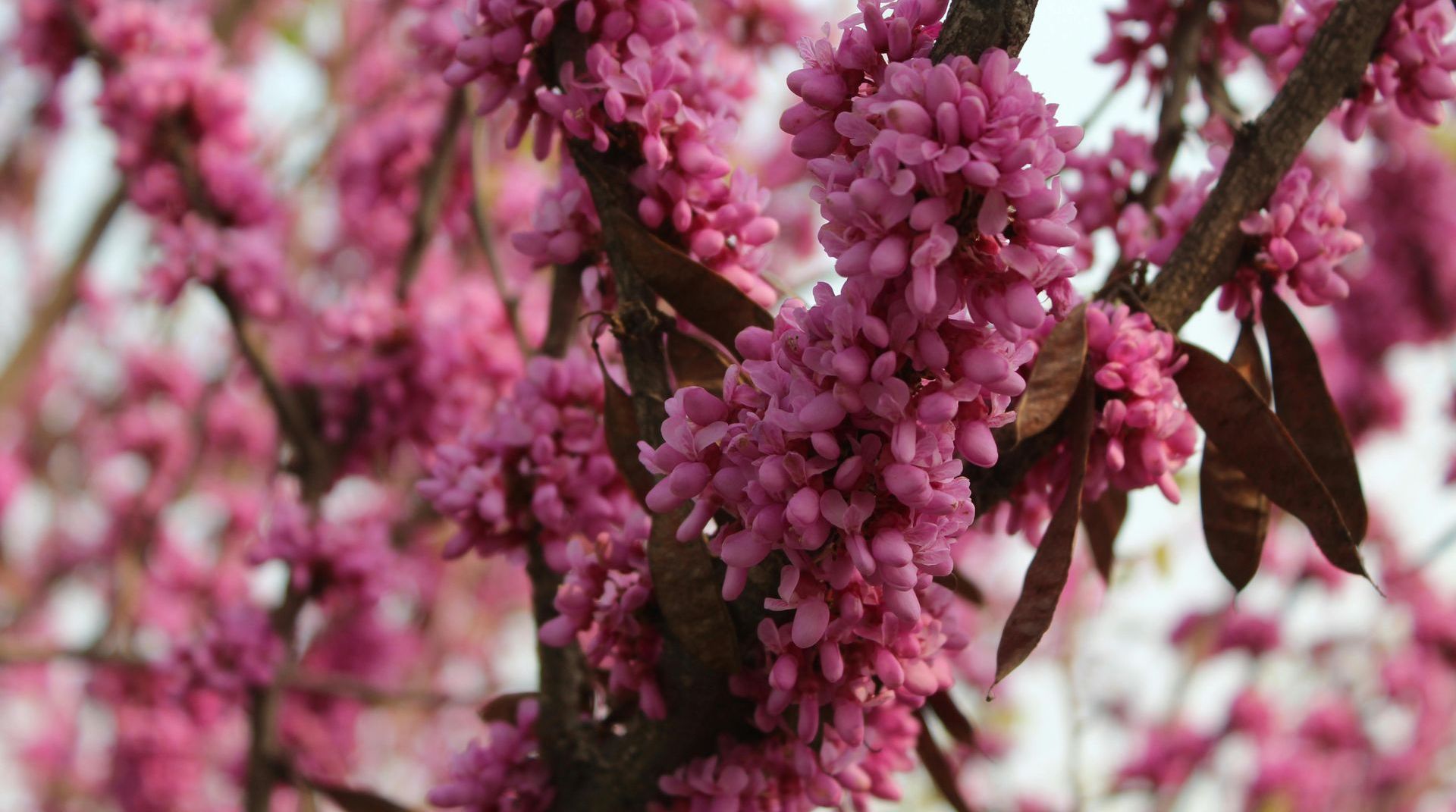 A tree with lots of pink flowers on it