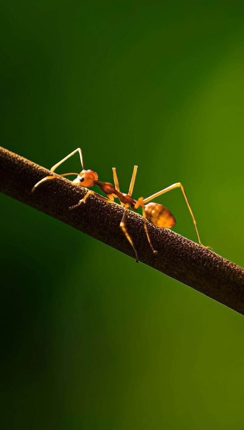 A close up of an ant sitting on a branch.
