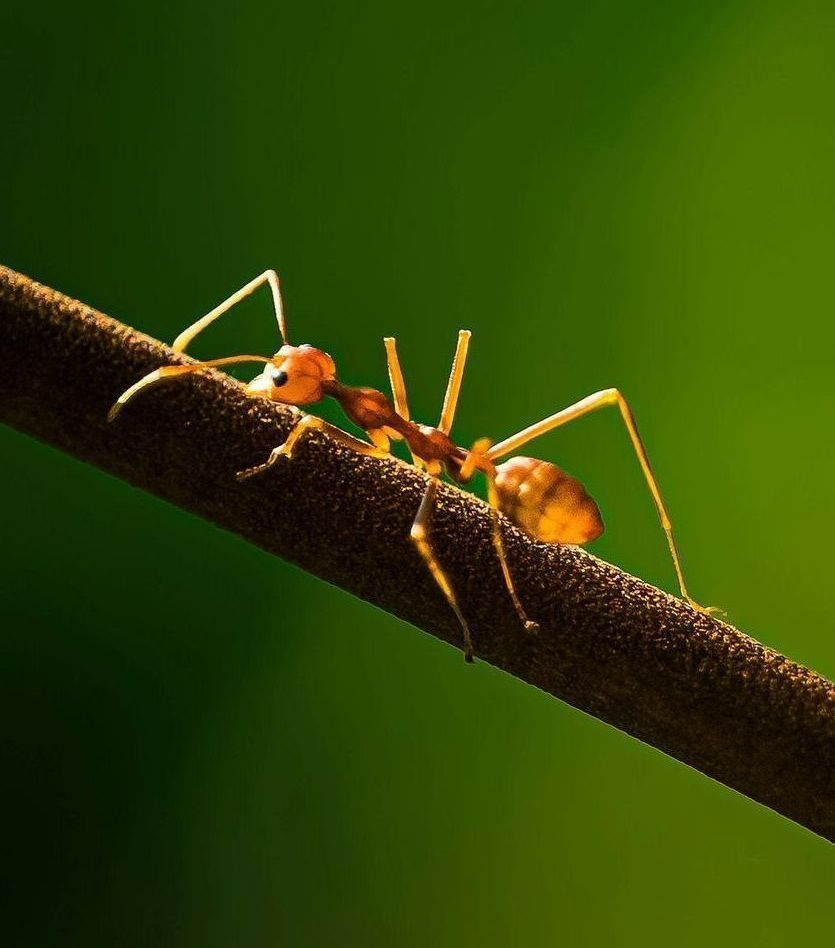 An ant is sitting on a branch with a green background.