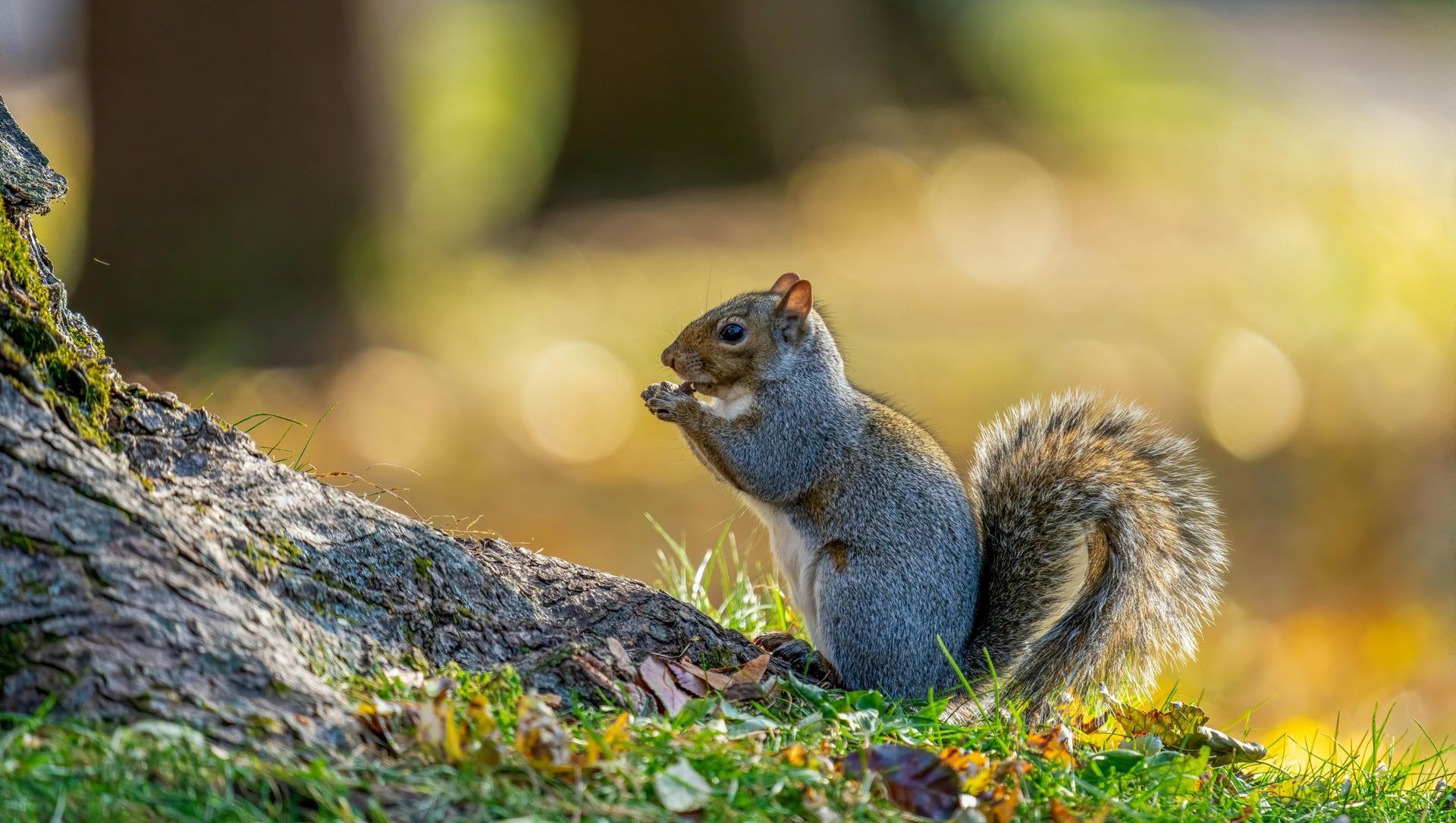 Squirrel eating a nut next to a tree in a sunny park. Its grey fur and bushy tail are visible.