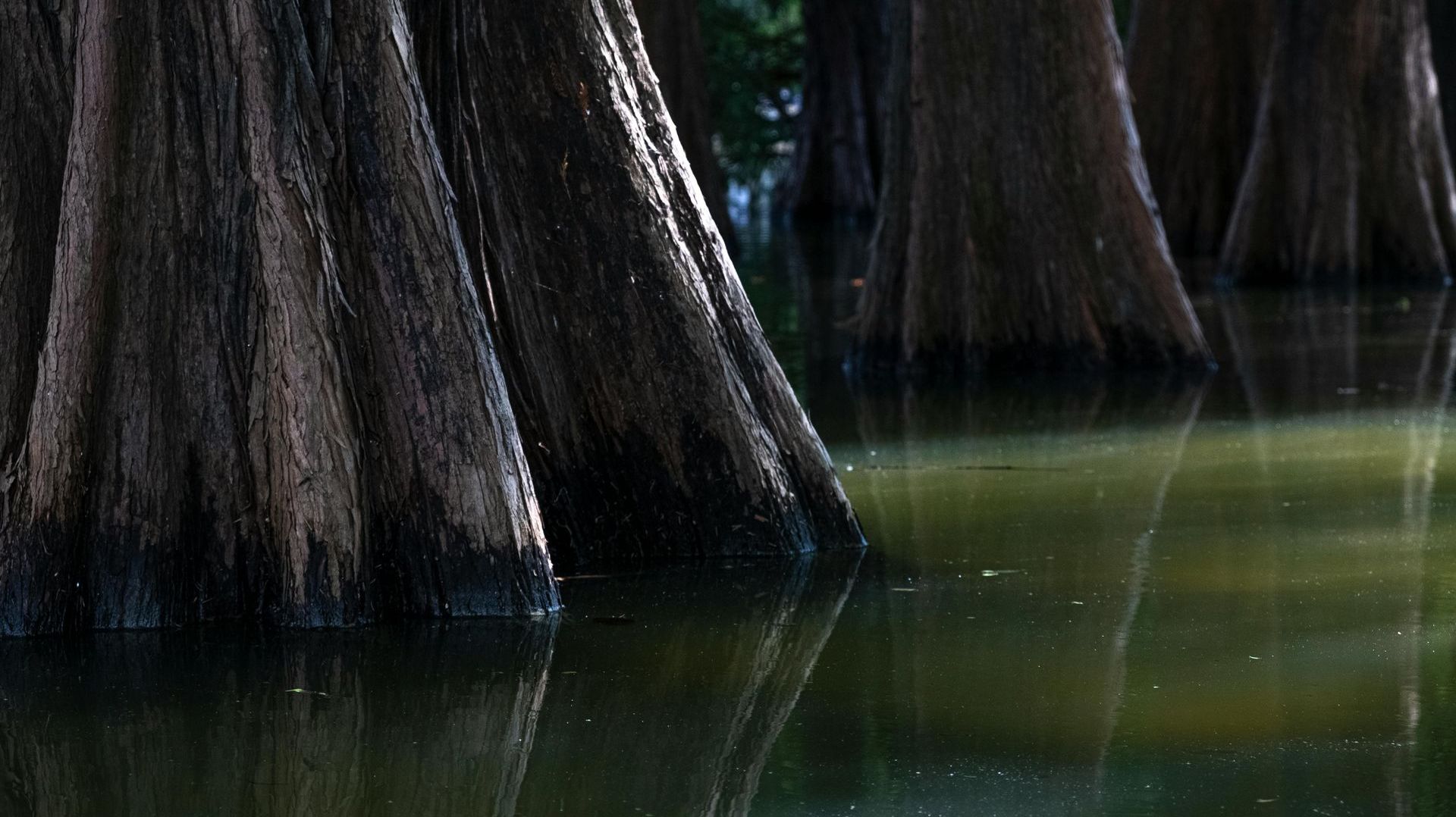 A group of trees are standing in the water.