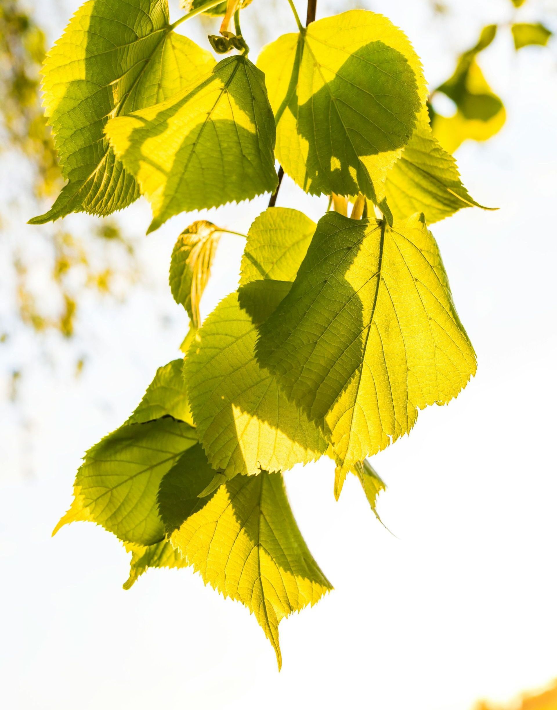 A close up of a tree branch with yellow leaves