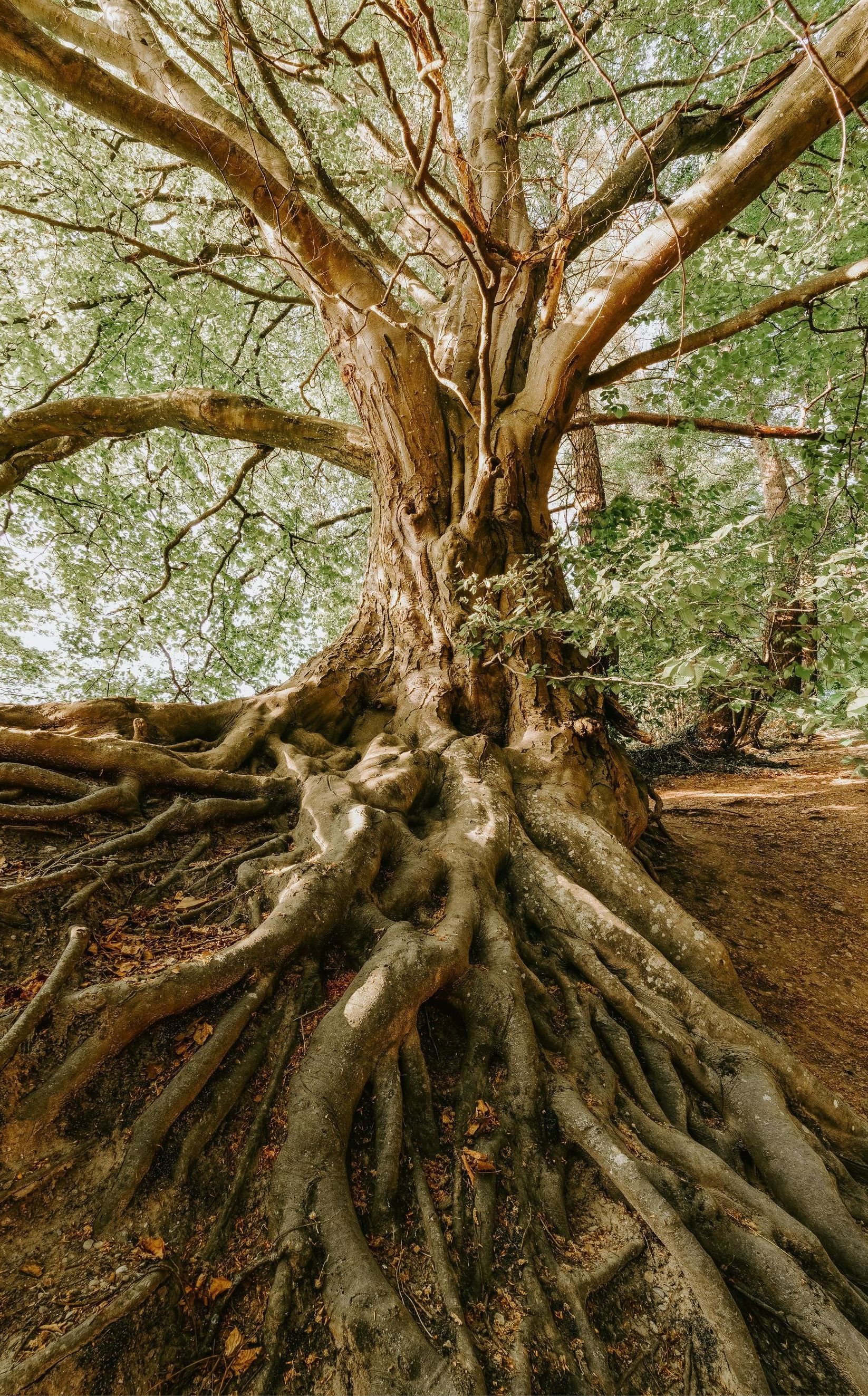 A large tree with exposed roots sprawling across the ground, brown bark, and green leaves.