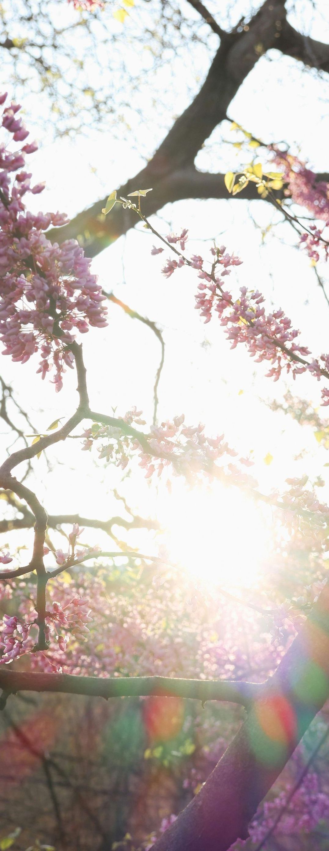 The sun is shining through the branches of a cherry blossom tree.