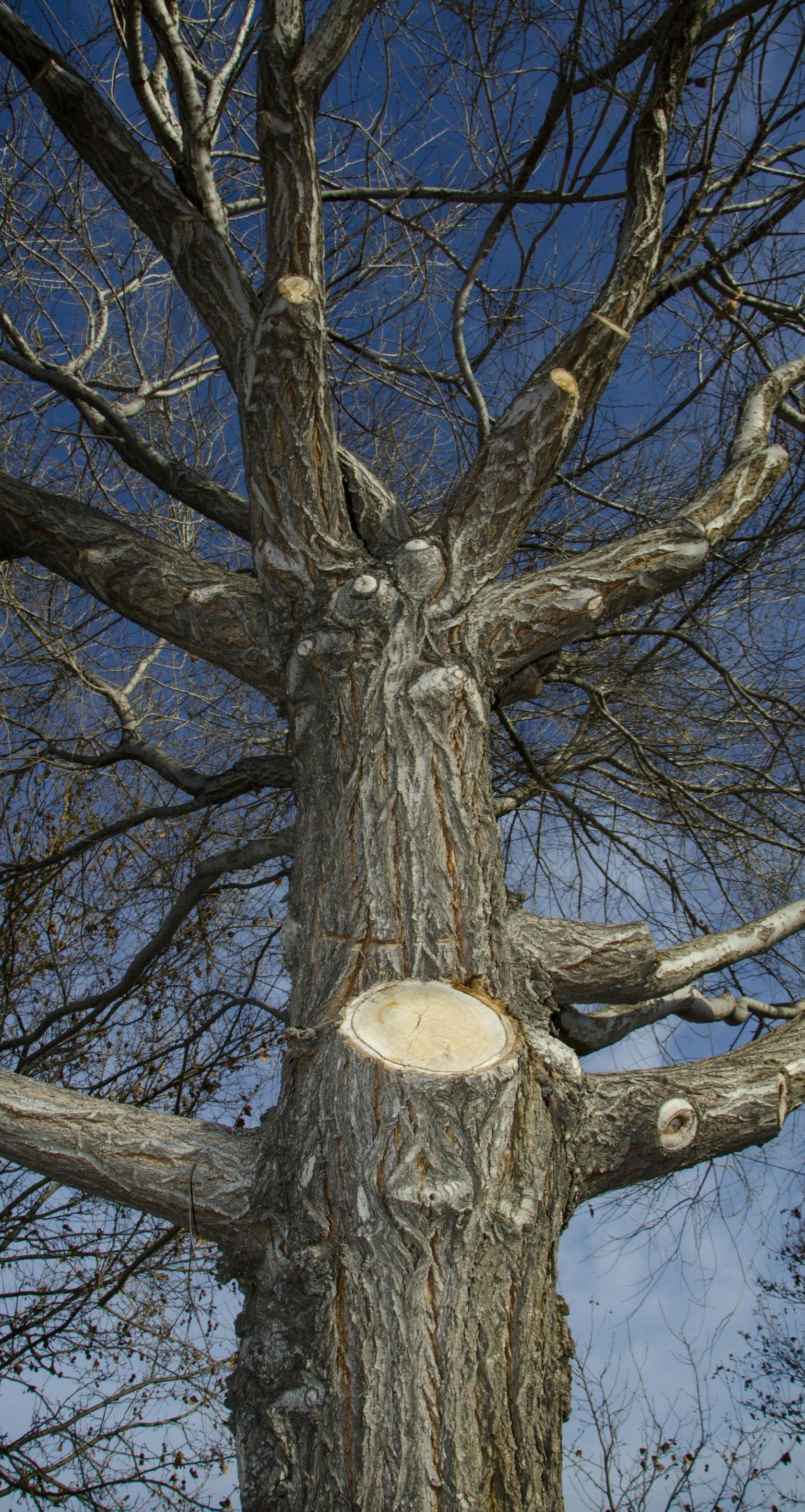 A man is climbing a tree with a chainsaw.
