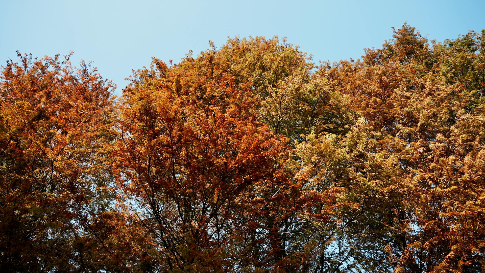 Autumn trees with vibrant orange, brown, and yellow leaves against a clear blue sky.