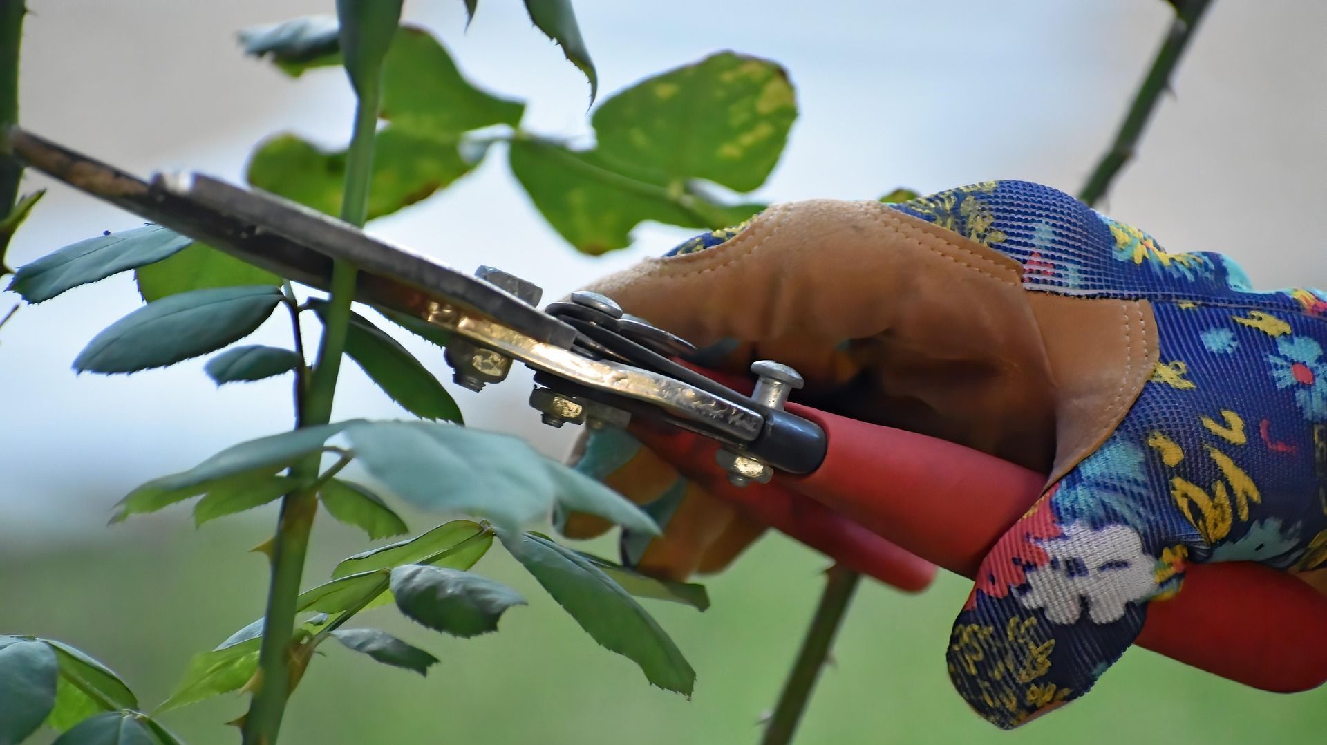 Person pruning a rose bush with red-handled clippers, wearing a floral glove and brown leather glove.