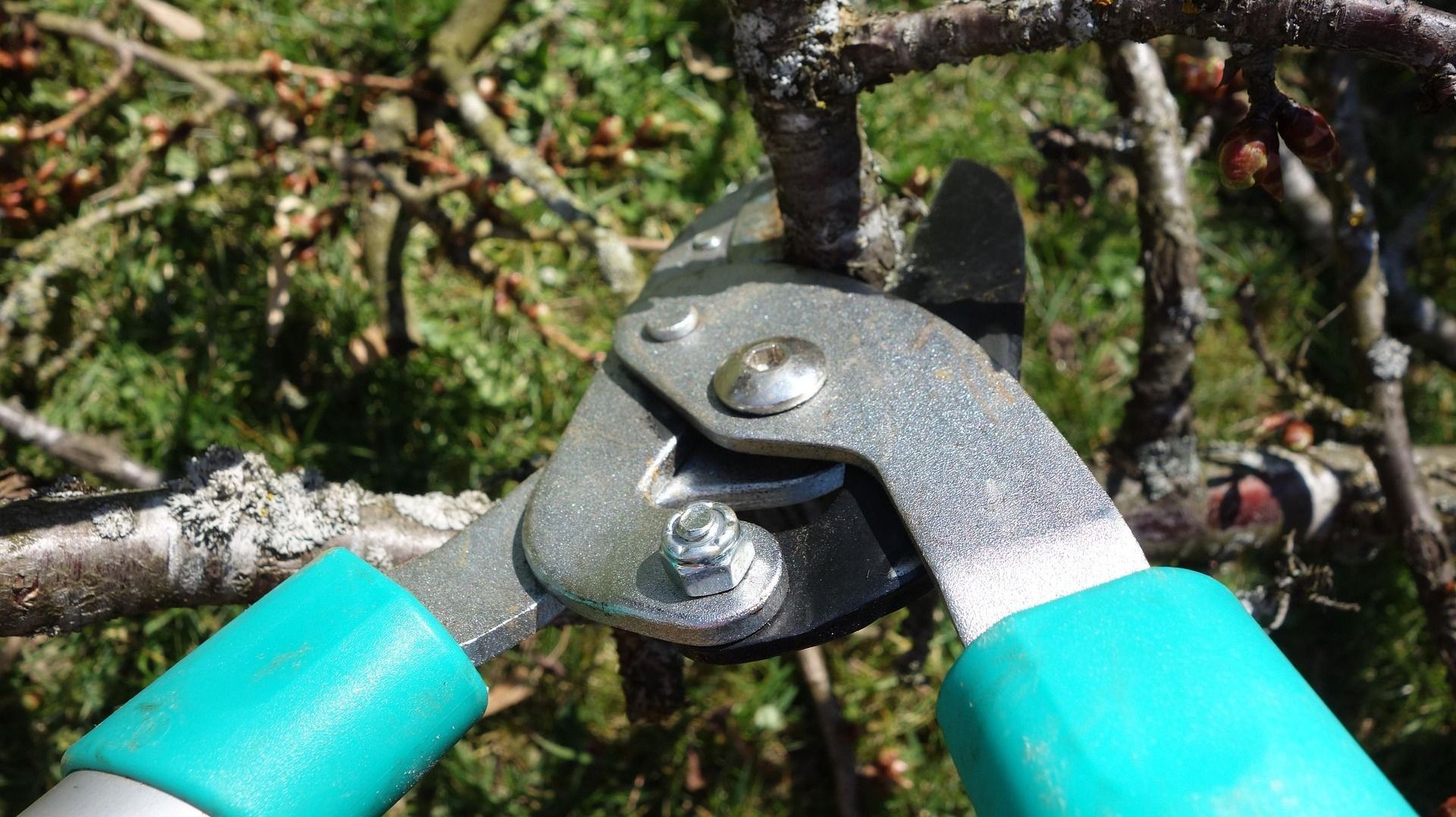 Pruning shears cutting a tree branch with a blurred green background.