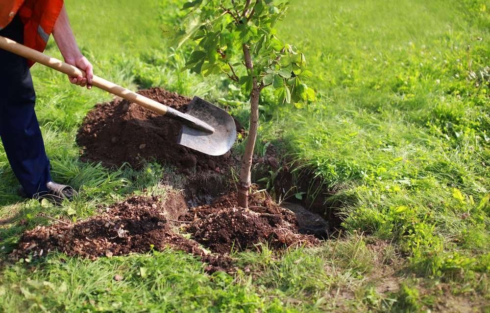 A person is planting a tree in the ground with a shovel.