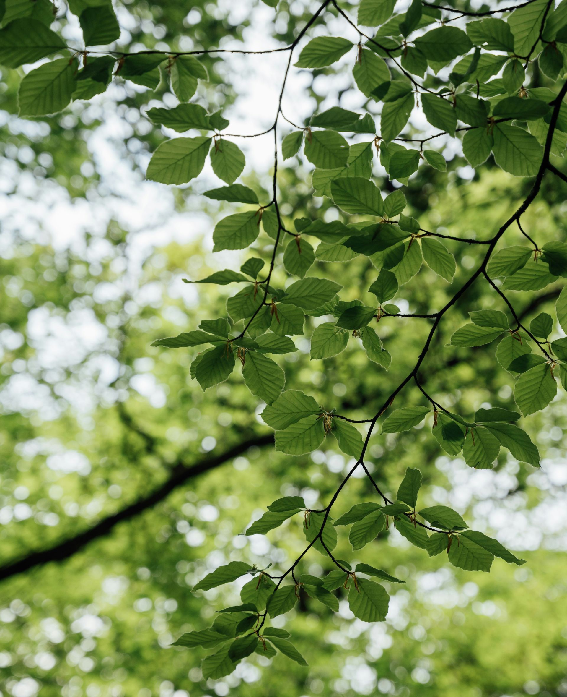 Green leaves and branches against a blurred sky, creating a dappled light effect.