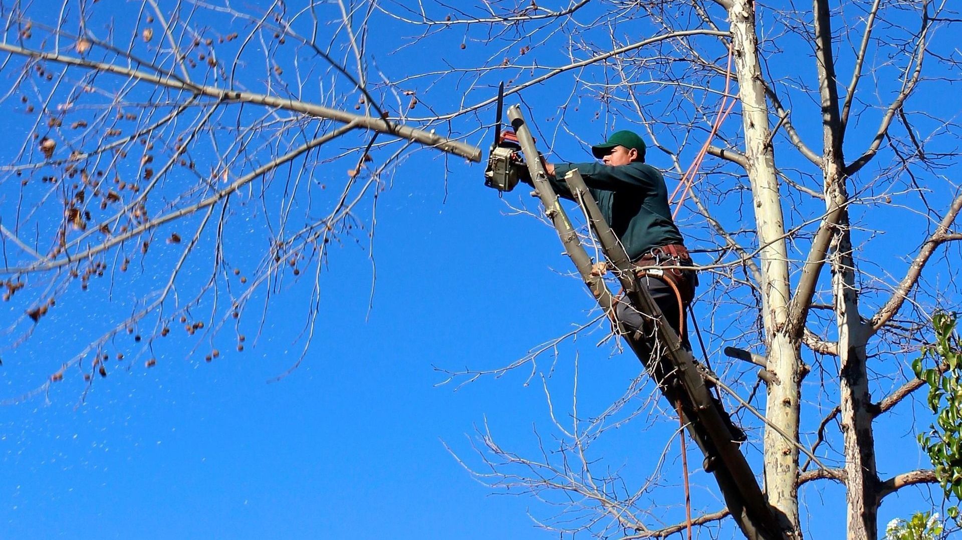 Man on ladder trimming tree branch with chainsaw against a blue sky.