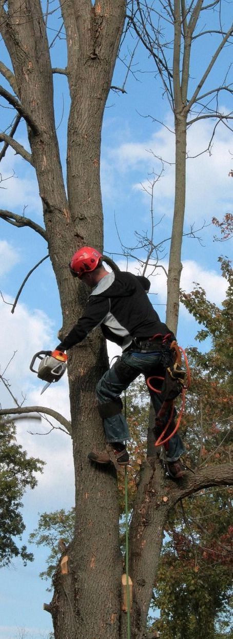 A man is climbing a tree with a chainsaw.