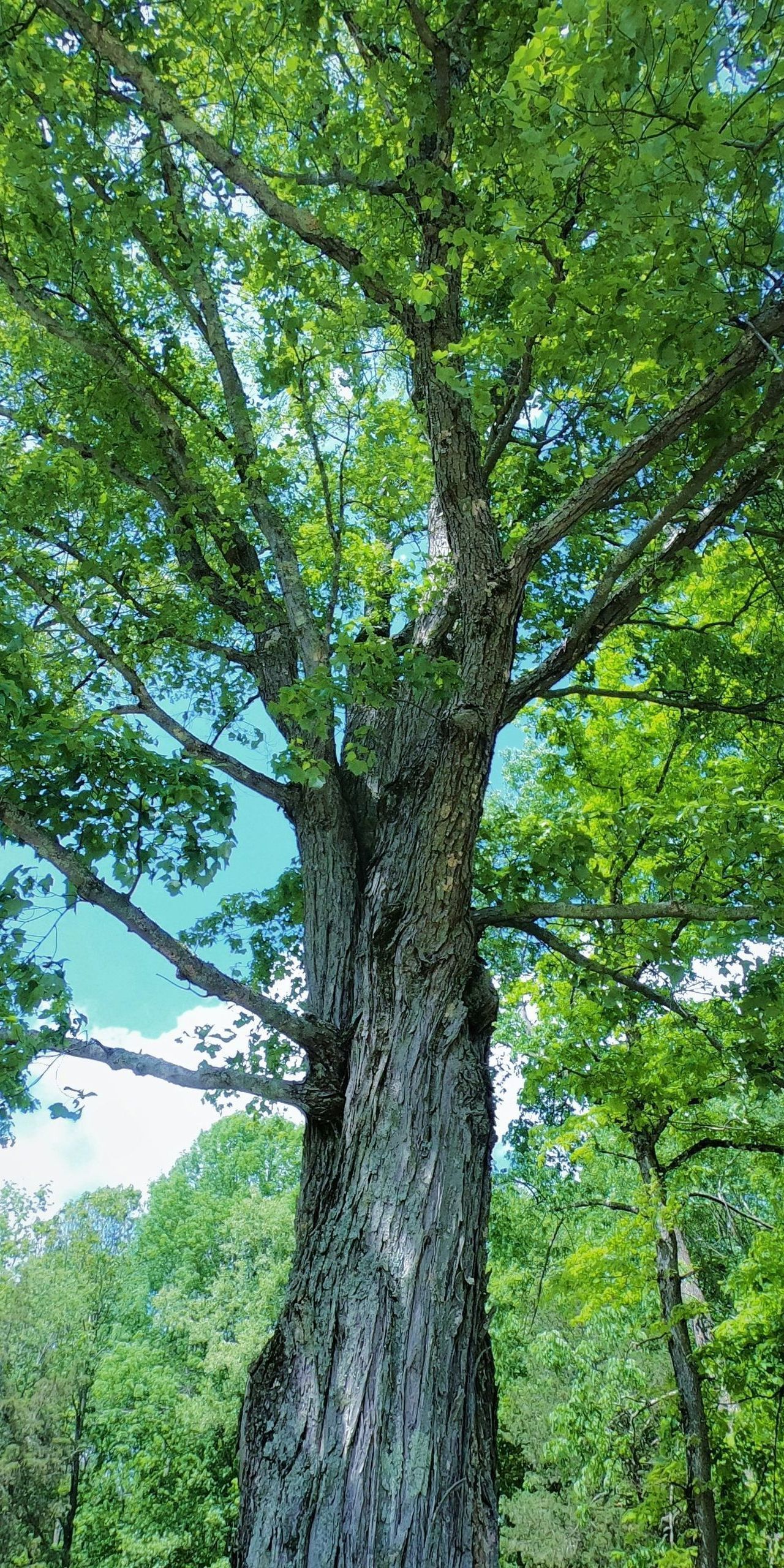 Tall tree with a textured, gray trunk, surrounded by green leaves and branches against a blue sky.