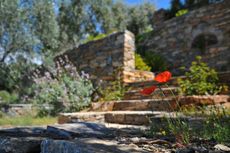 Red poppy flowers in the foreground with stone steps and a rustic wall in the background.