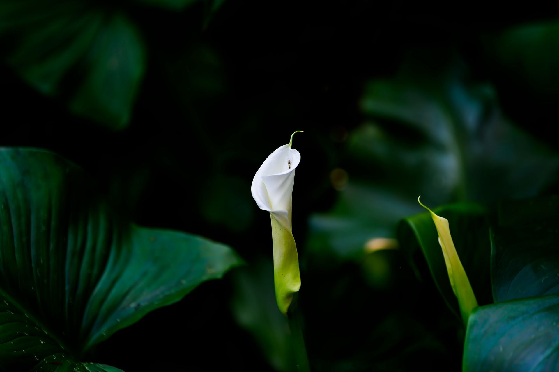 A close up of a white flower with green leaves in the background