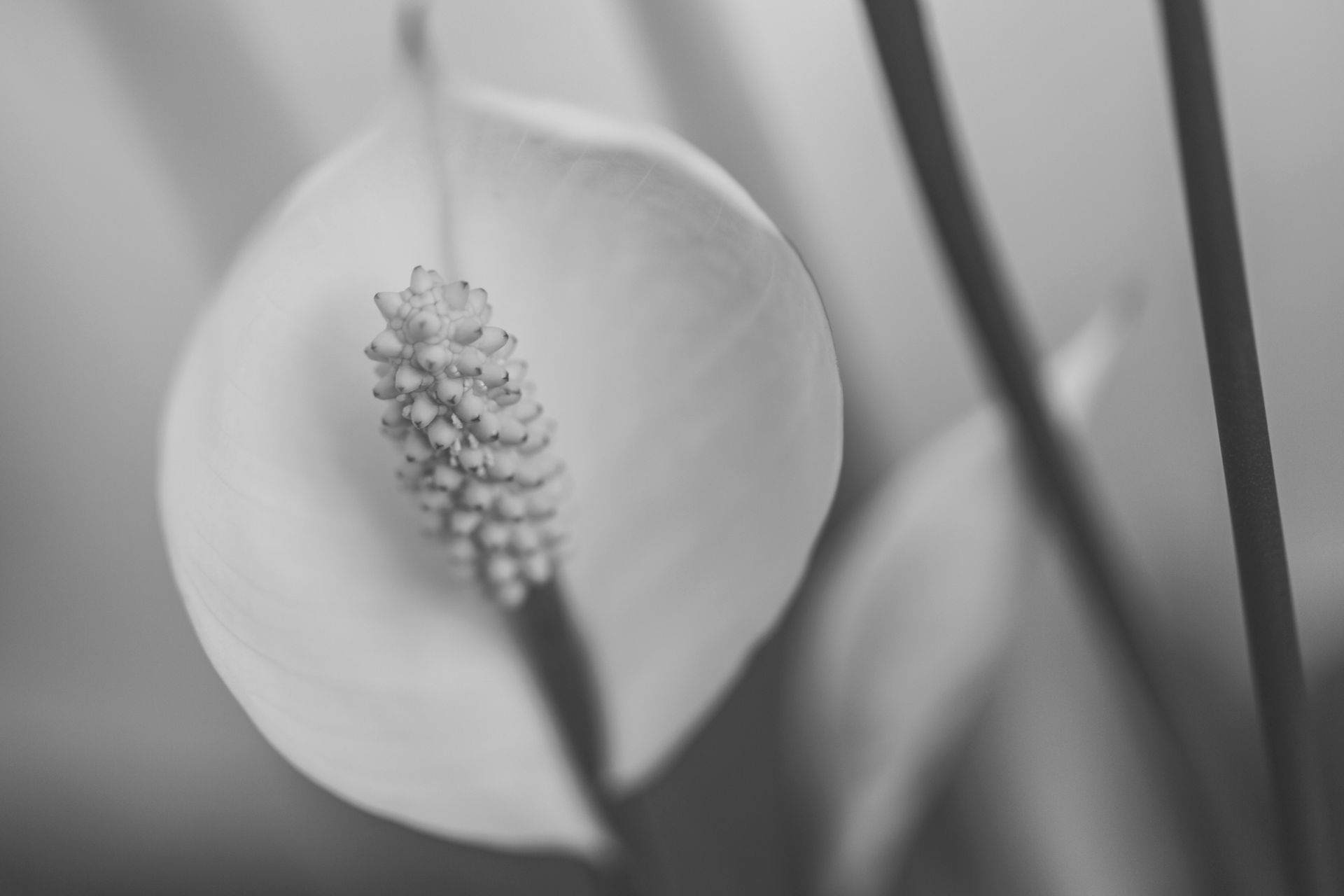 A close up of a white flower in a black and white photo.