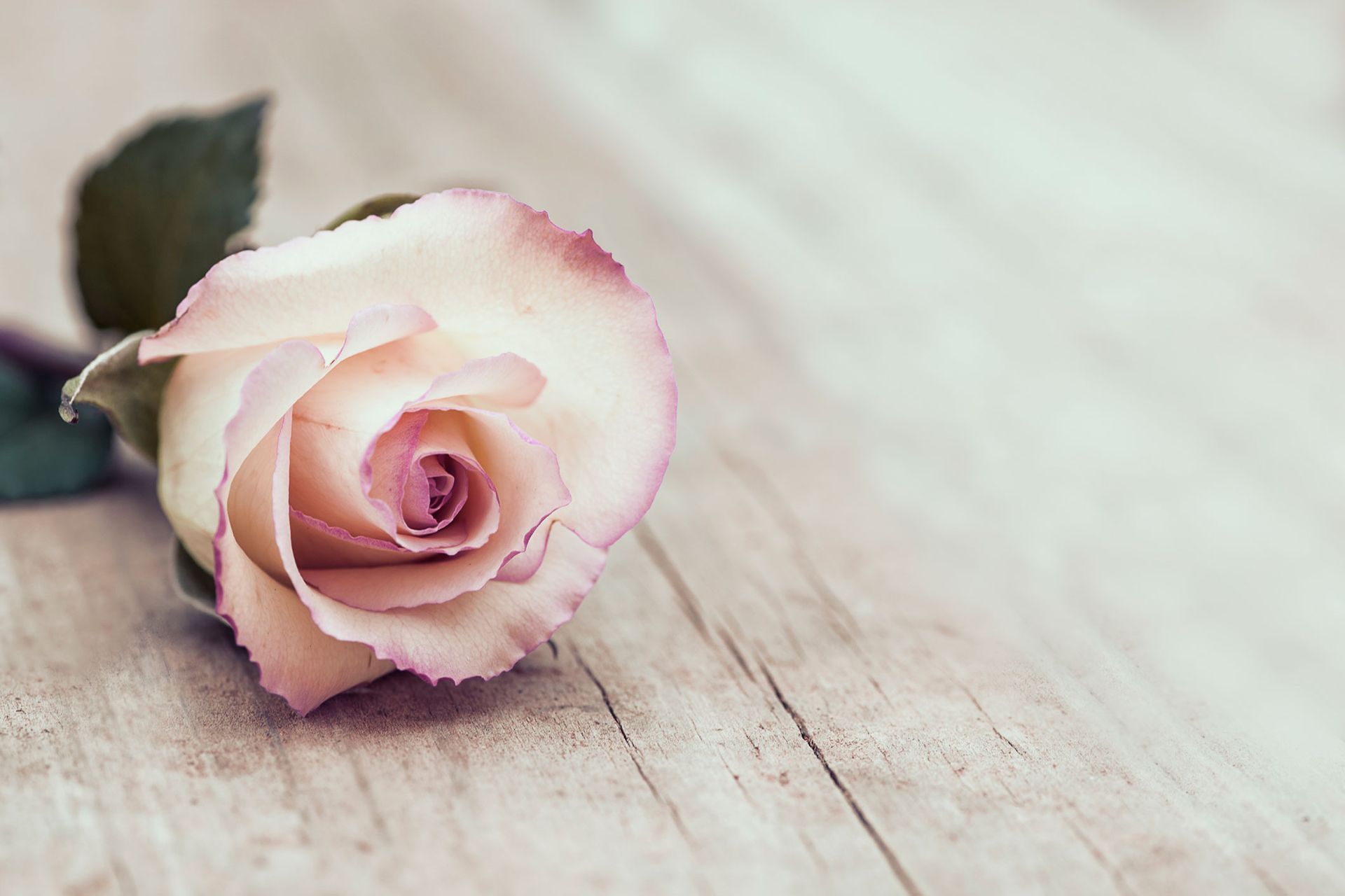 A single pink rose is sitting on a wooden table.