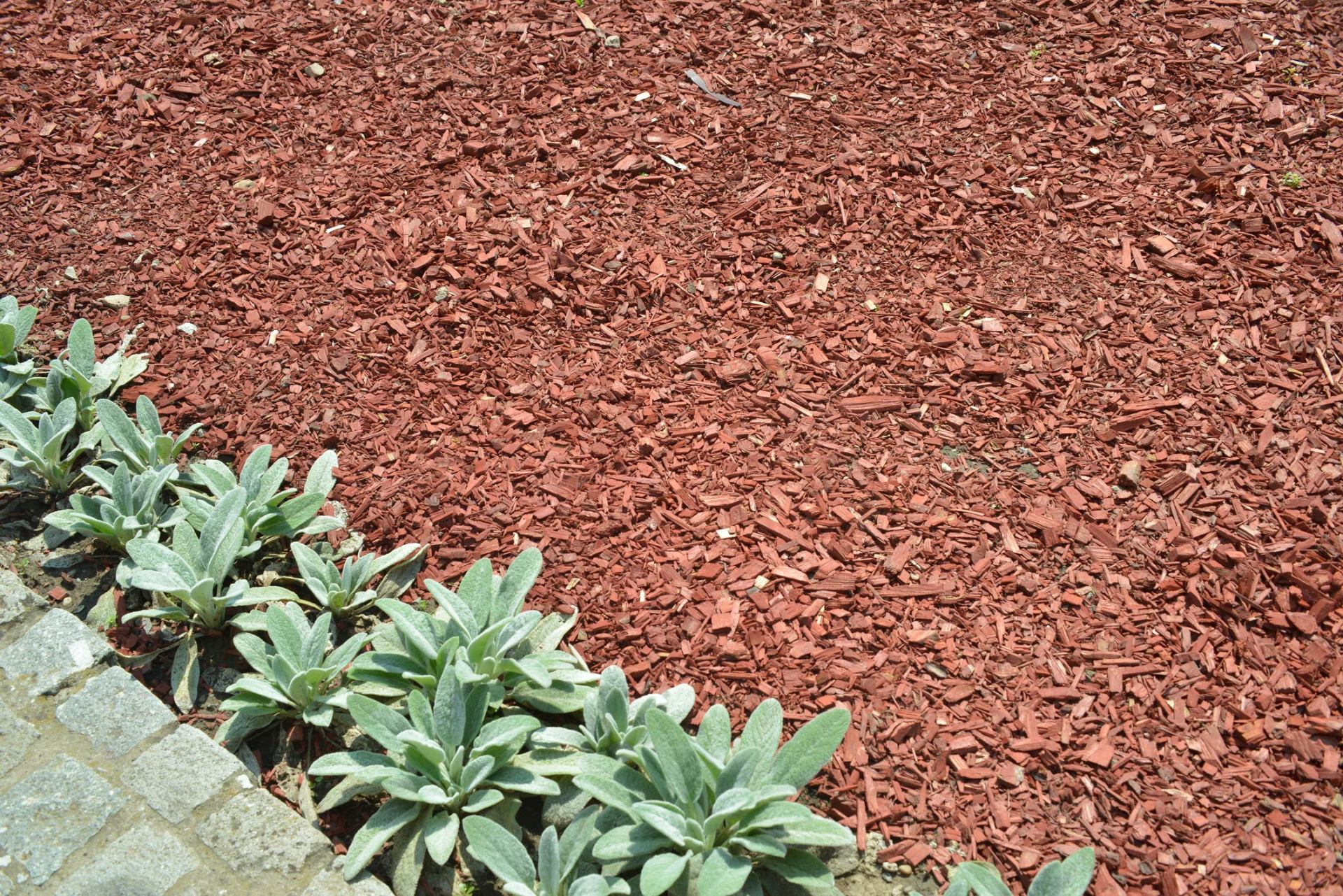 Landscape Supply — Lamb's ear plant and Mulch in Poland, OH