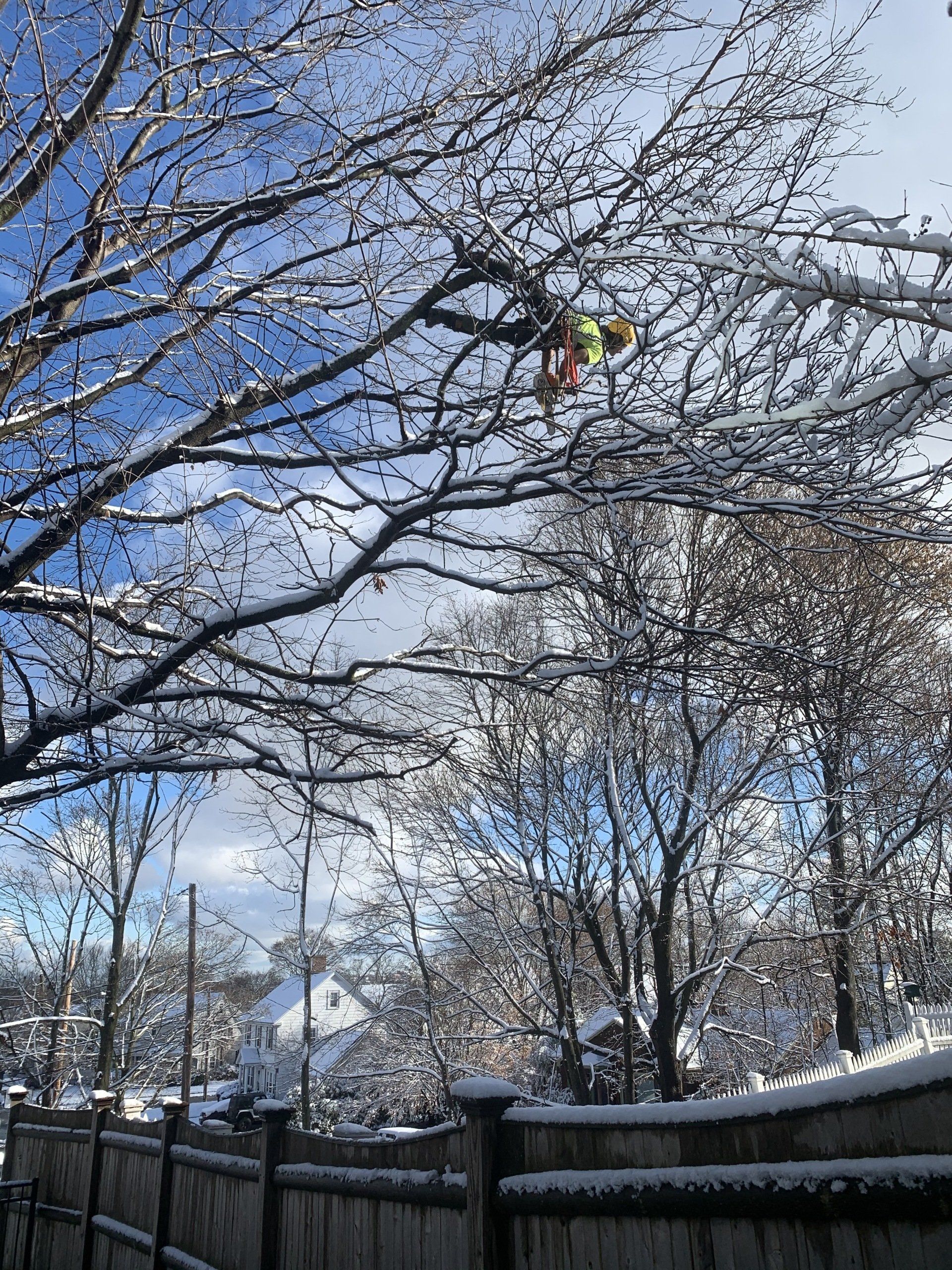 Tree Removal Hingham MA Arborist climbing and trimming a tree using proper reduction cuts