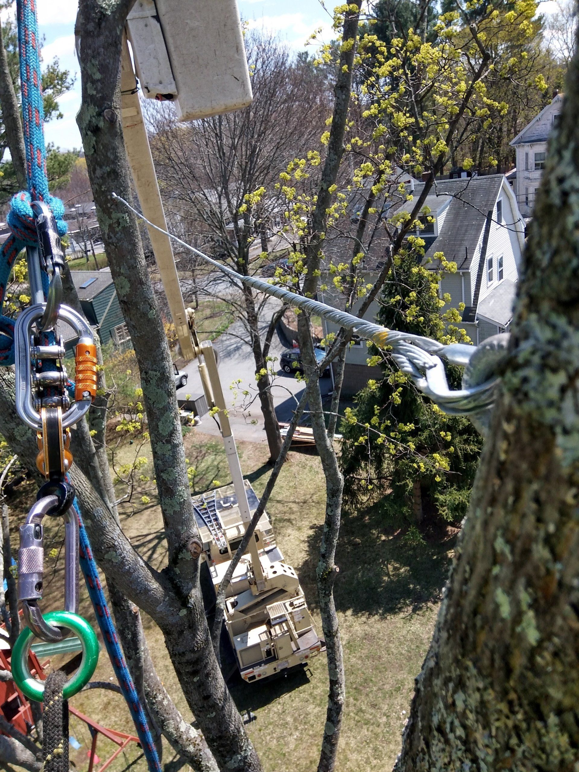 Tree Removal Hingham MA Arborist properly installing a tree cable