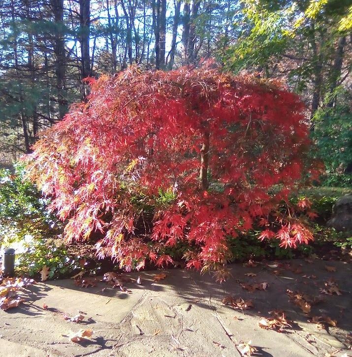 Japanese maple pruned by essential tree service