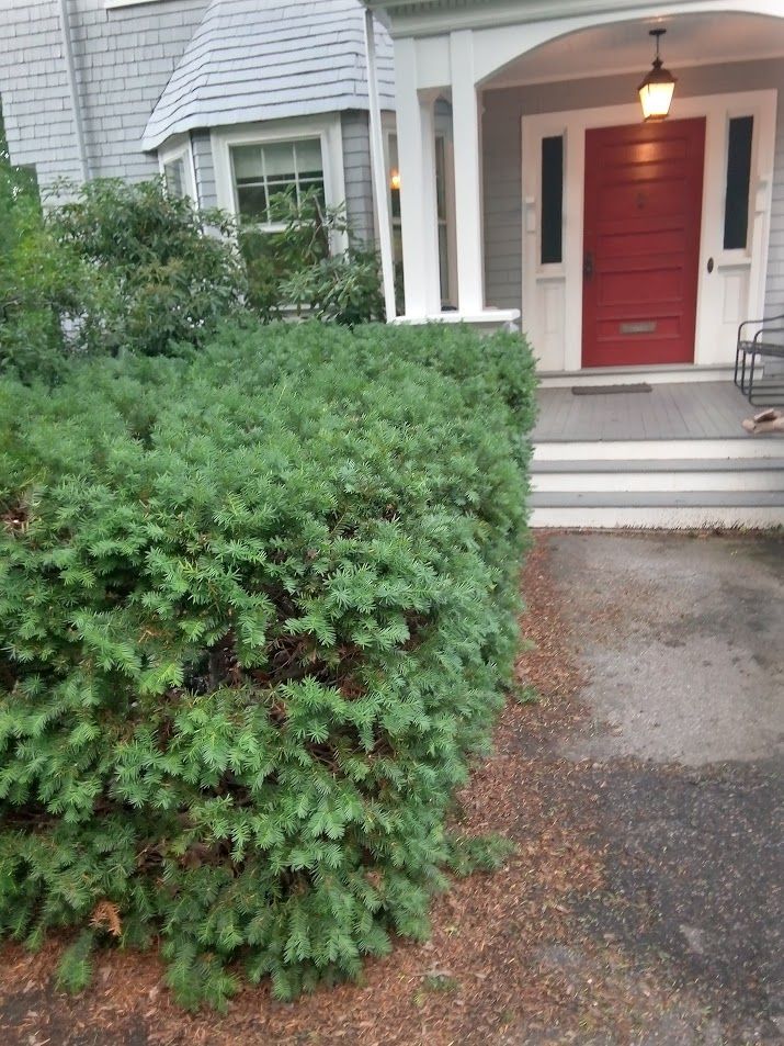 Pruned yew for portfolio by Essential tree service