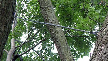 Tree Removal Halifax MA Arborist properly installing a tree cable