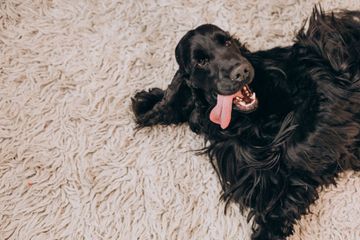 A black dog is laying on its back on a carpet with its tongue hanging out.